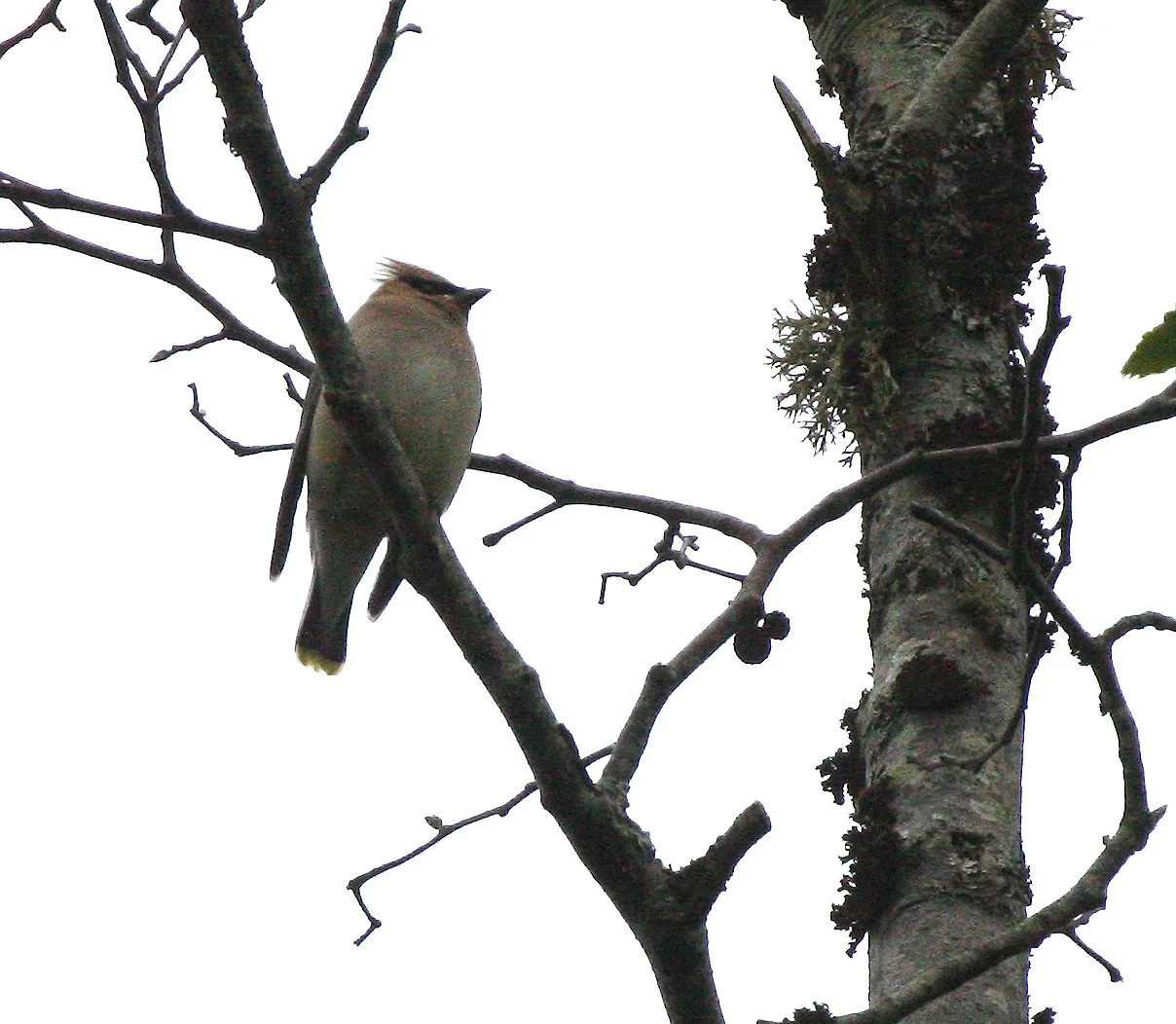 BIRD - WAXWING - CEDAR WAXWING - LAKE FARM TRAILS.JPG