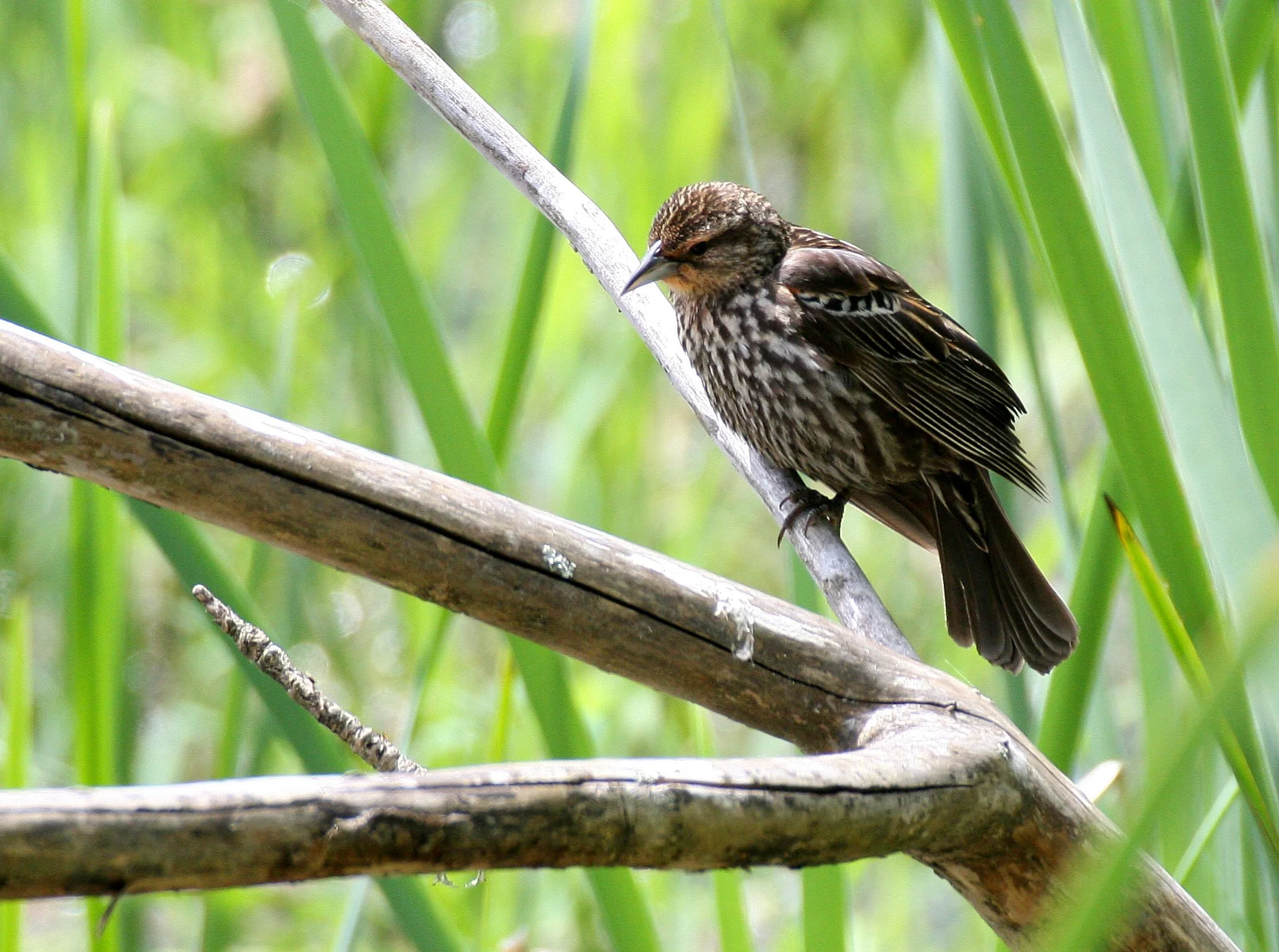 Red-winged Blackbird (Agelaius phoeniceus) Ridgefield NWR Washington (4).JPG