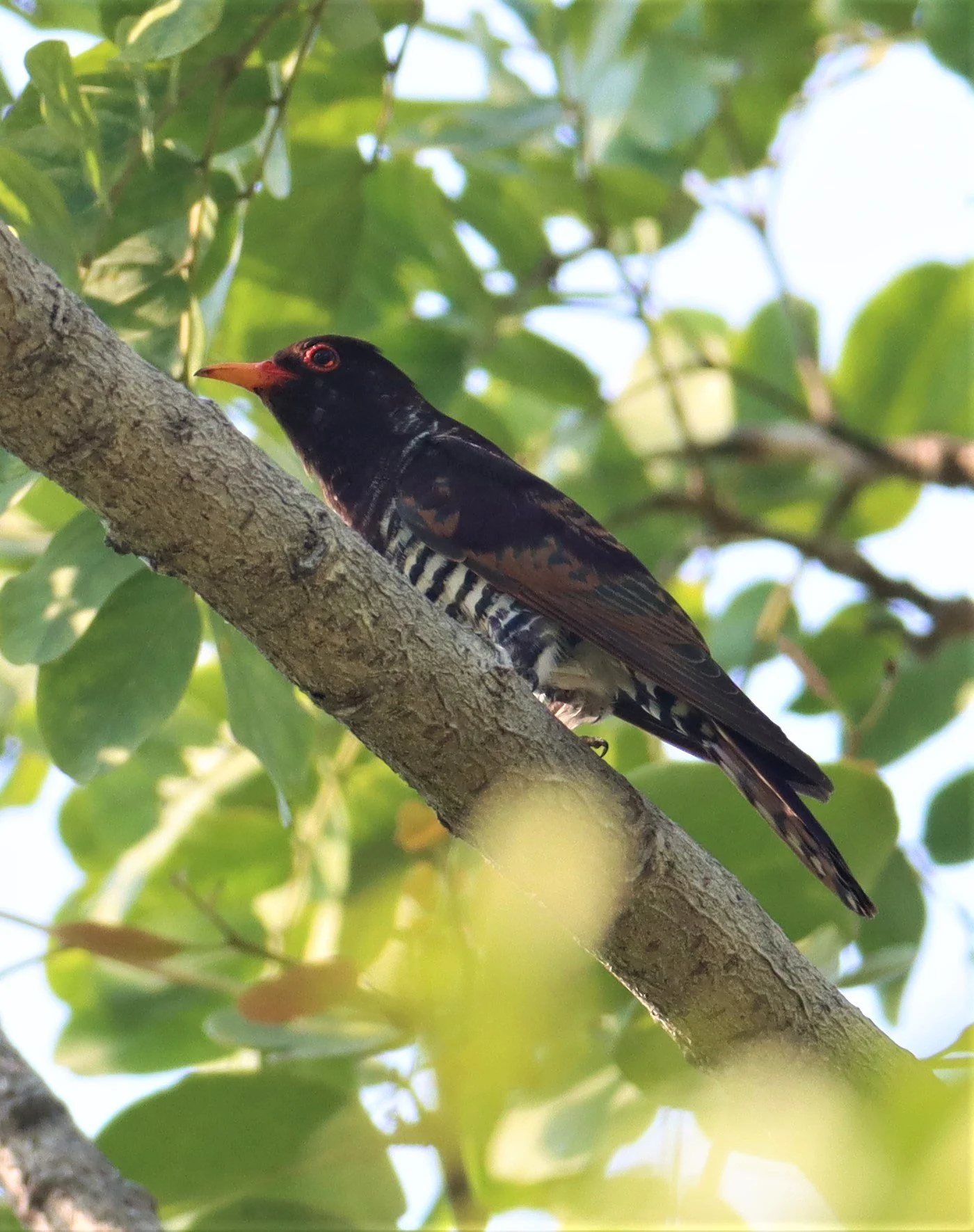 Violet Cuckoo (Chrysococcyx xanthorhynchus) Rama IX Park Bangkok (6).jpg