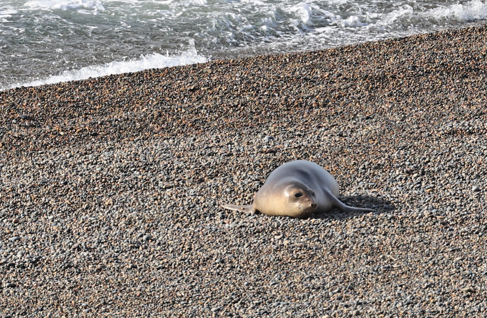 Southern Elephant Seal (Mirounga leonina) Valdes Peninsula, Chubut Province, Argentina Day 2 (9).jpg
