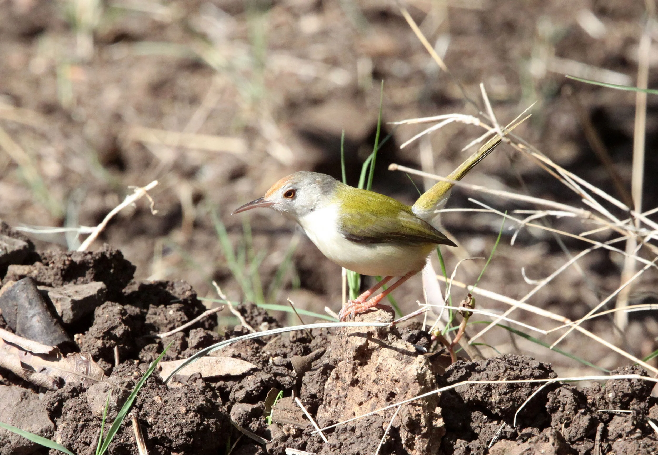 BIRD - TAILORBIRD - COMMON TAILORBIRD - GIR FOREST GUJARAT INDIA (9).JPG