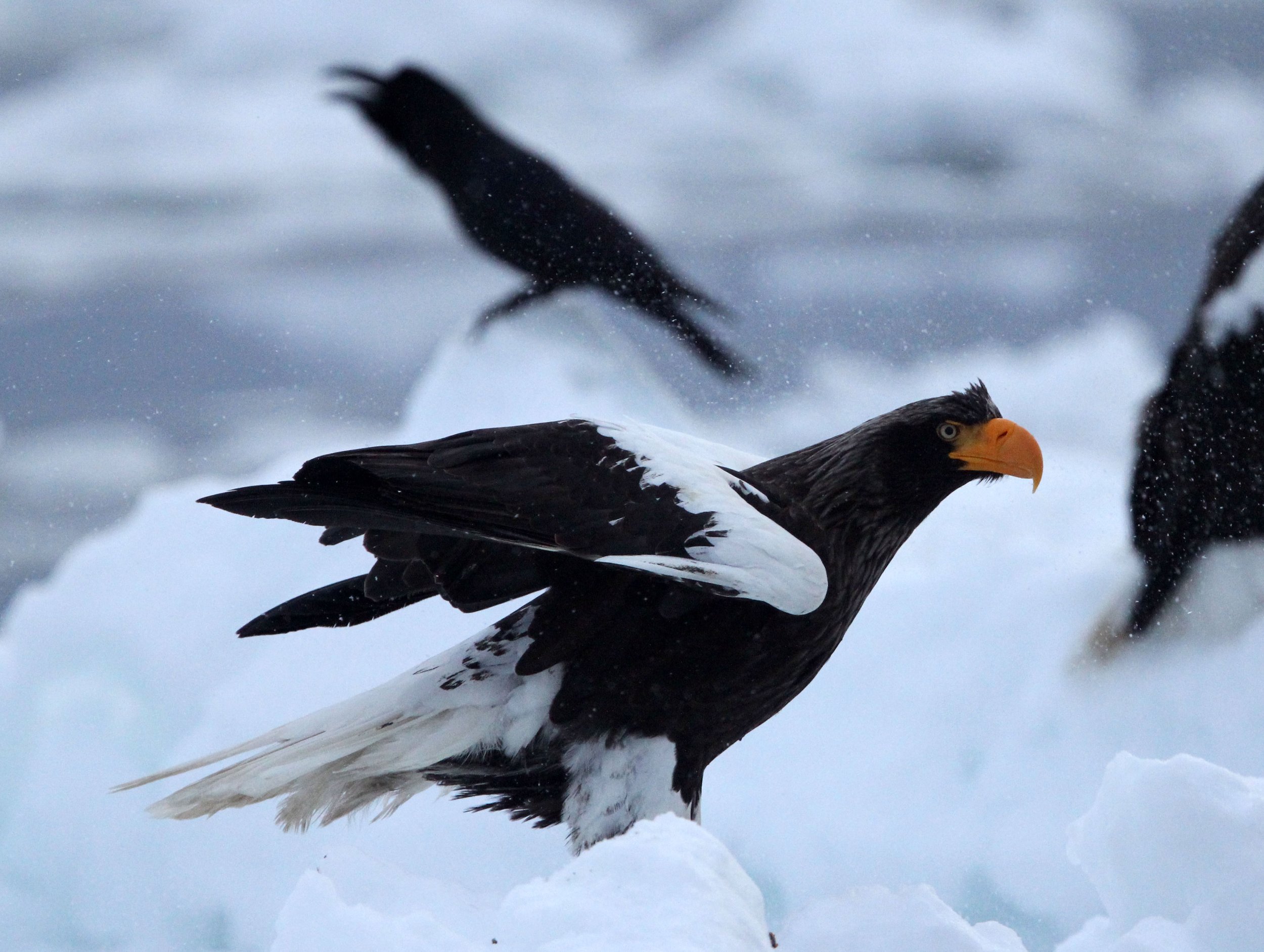 BIRD - EAGLE - STELLER'S SEA EAGLE - RAUSU, SHIRETOKO PENINSULA & NATIONAL PARK, HOKKAIDO JAPAN (61).JPG