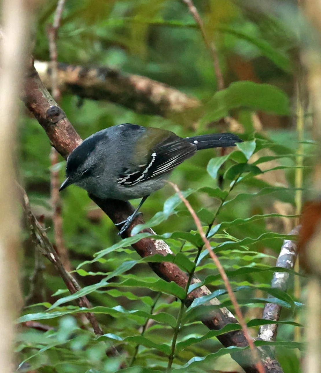 Variable Antshrike (Thamnophilus caerulescens) Superagui National Park, Brazil (6).jpg