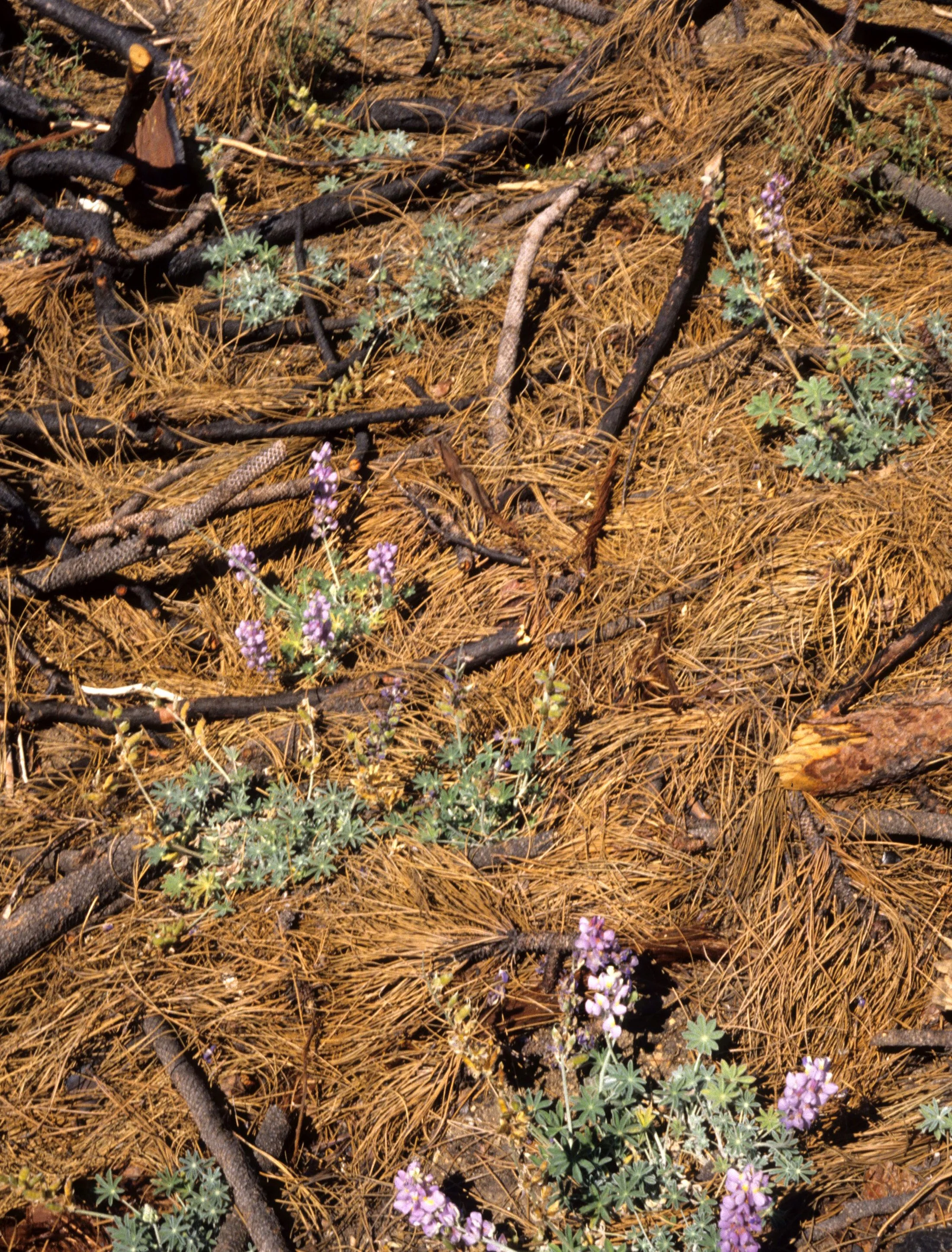 CALIFORNIA - YOSEMITE - 1995 FIRE SCARS A (2).jpg