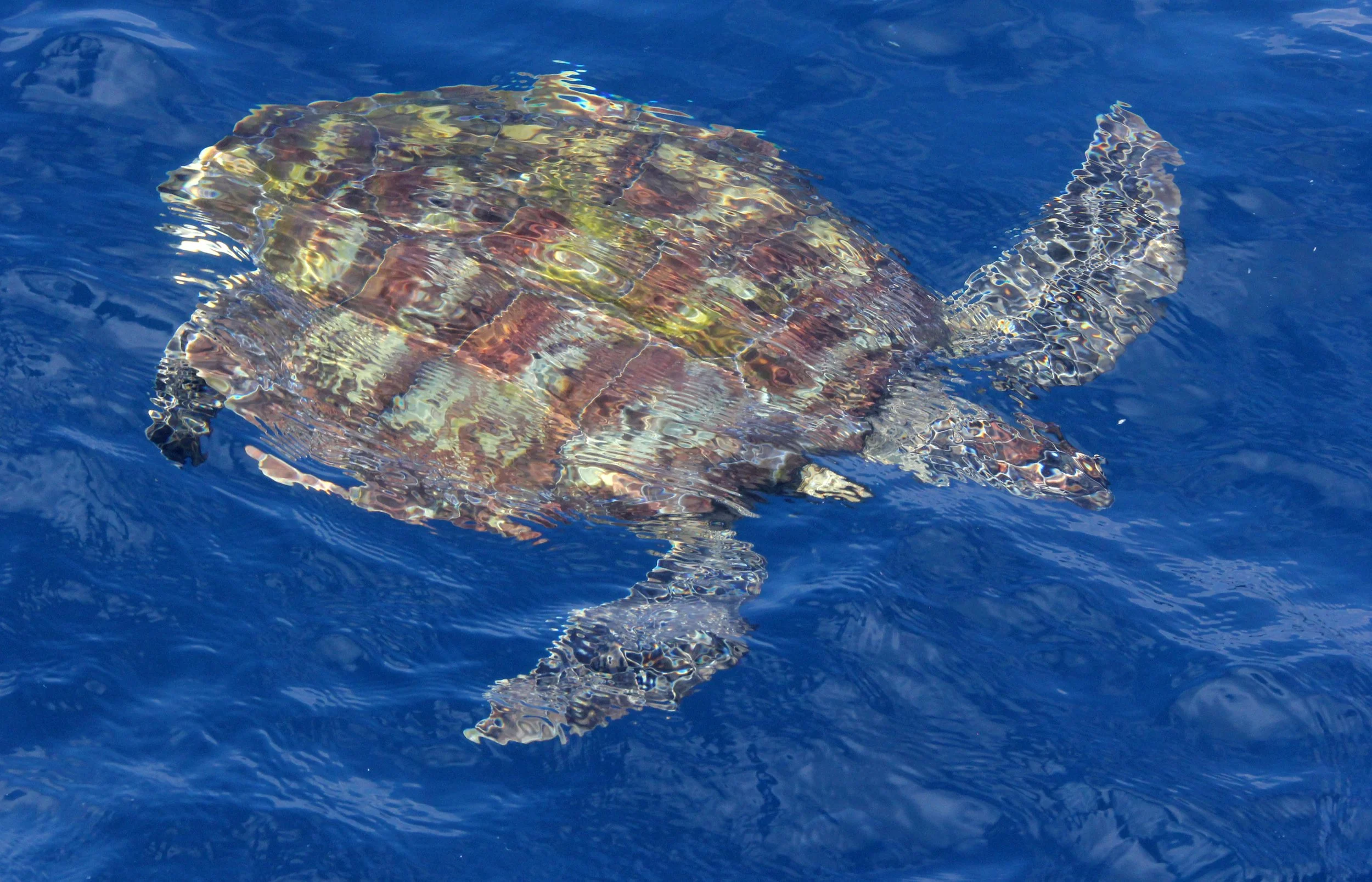 2014 Similans Trip with Family on The Junk (166).JPG