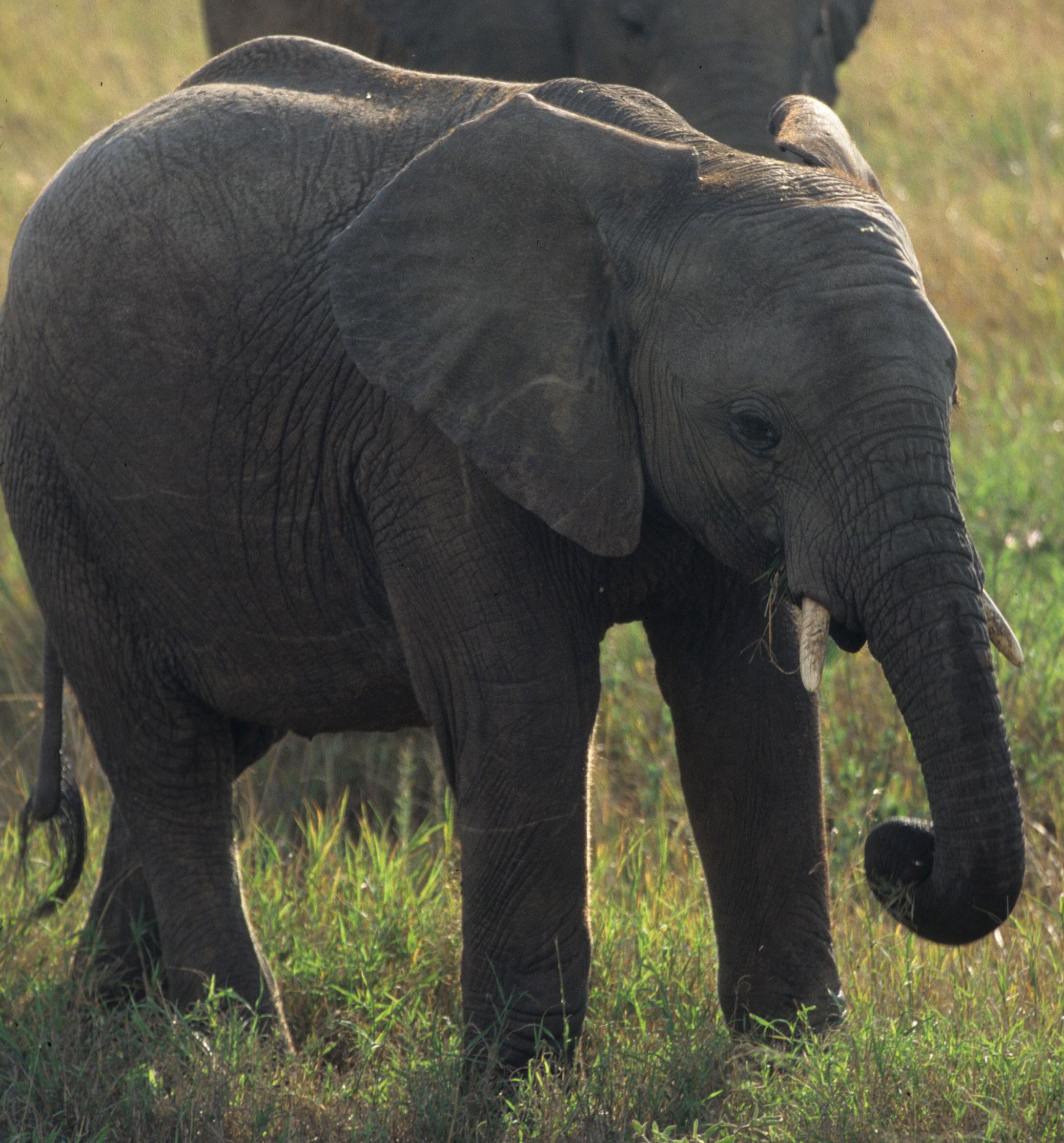 ELEPHANT - SERENGETI 27A.jpg
