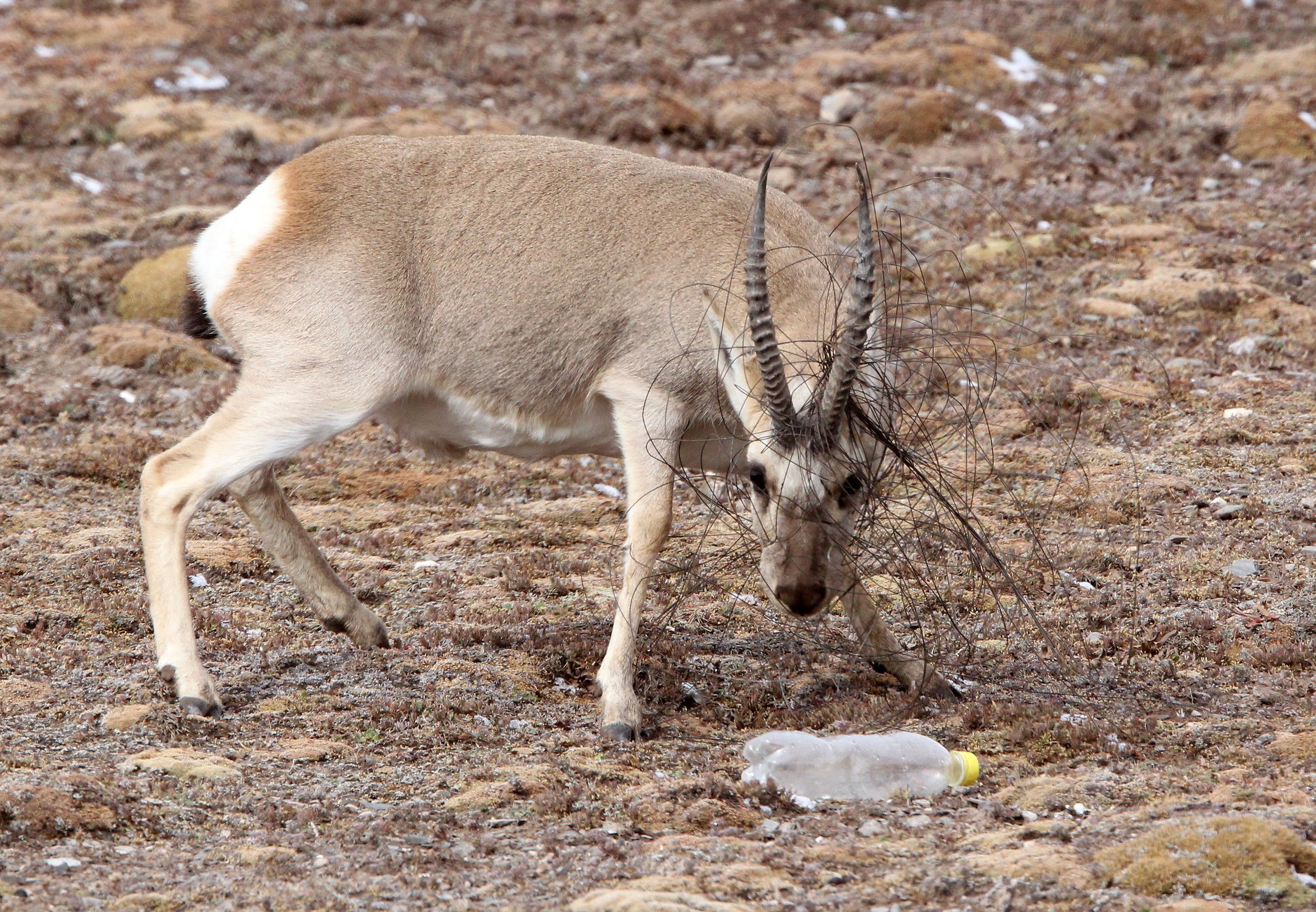 GAZELLE - TIBETAN GAZELLE - Procapra picticaudata - KEKEXILI NATIONAL RESERVE - QINGHAI PROVINCE - WEST OF QUMALAI (8).JPG
