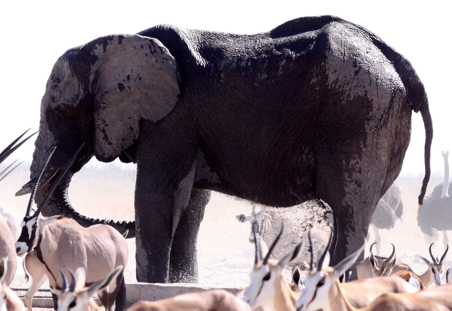 ELEPHANT - AFRICAN ELEPHANT - ETOSHA NATIONAL PARK NAMIBIA (38).JPG