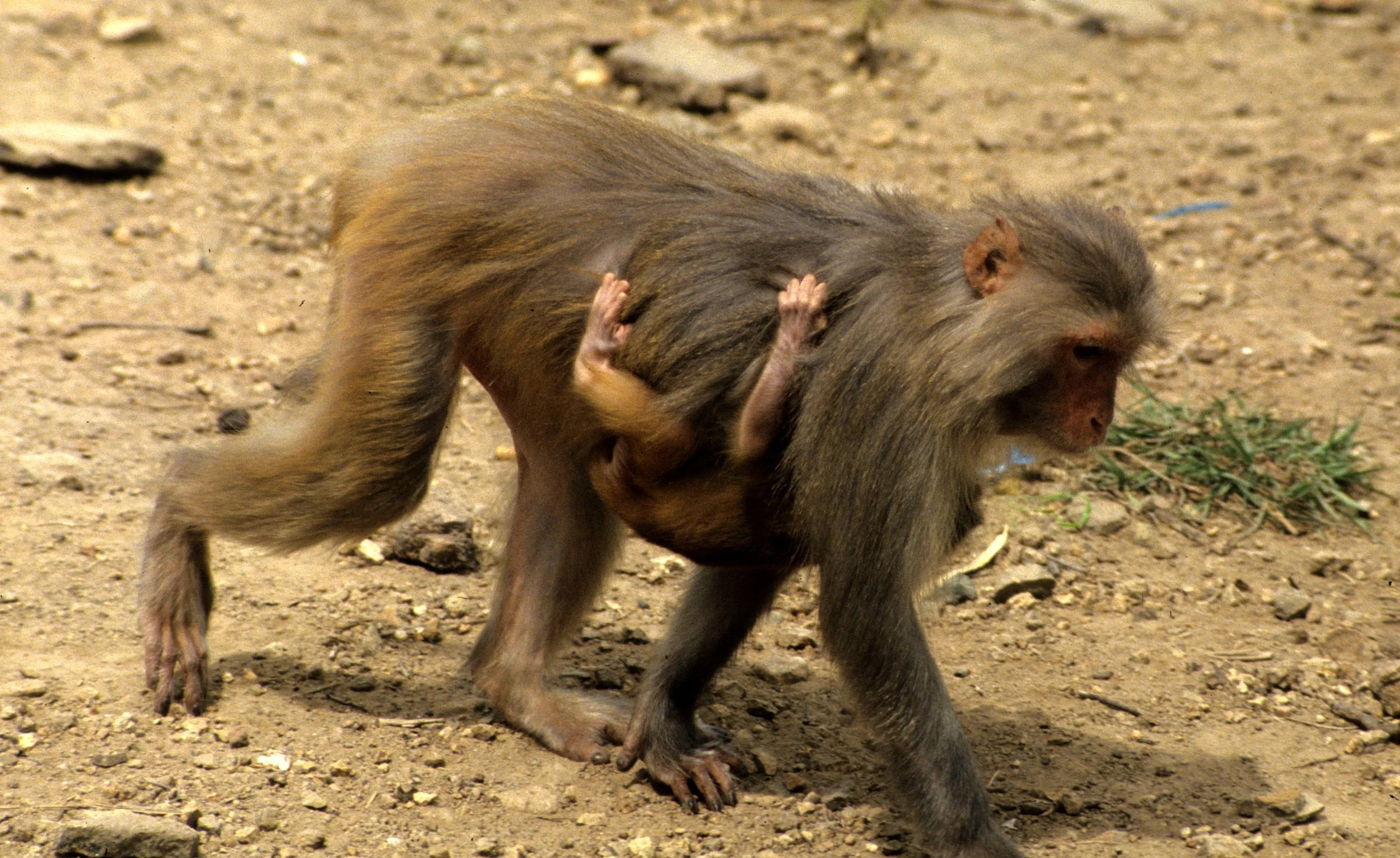 PRIMATE - MACAQUE - RHESUS IN NHA TRANG.jpg