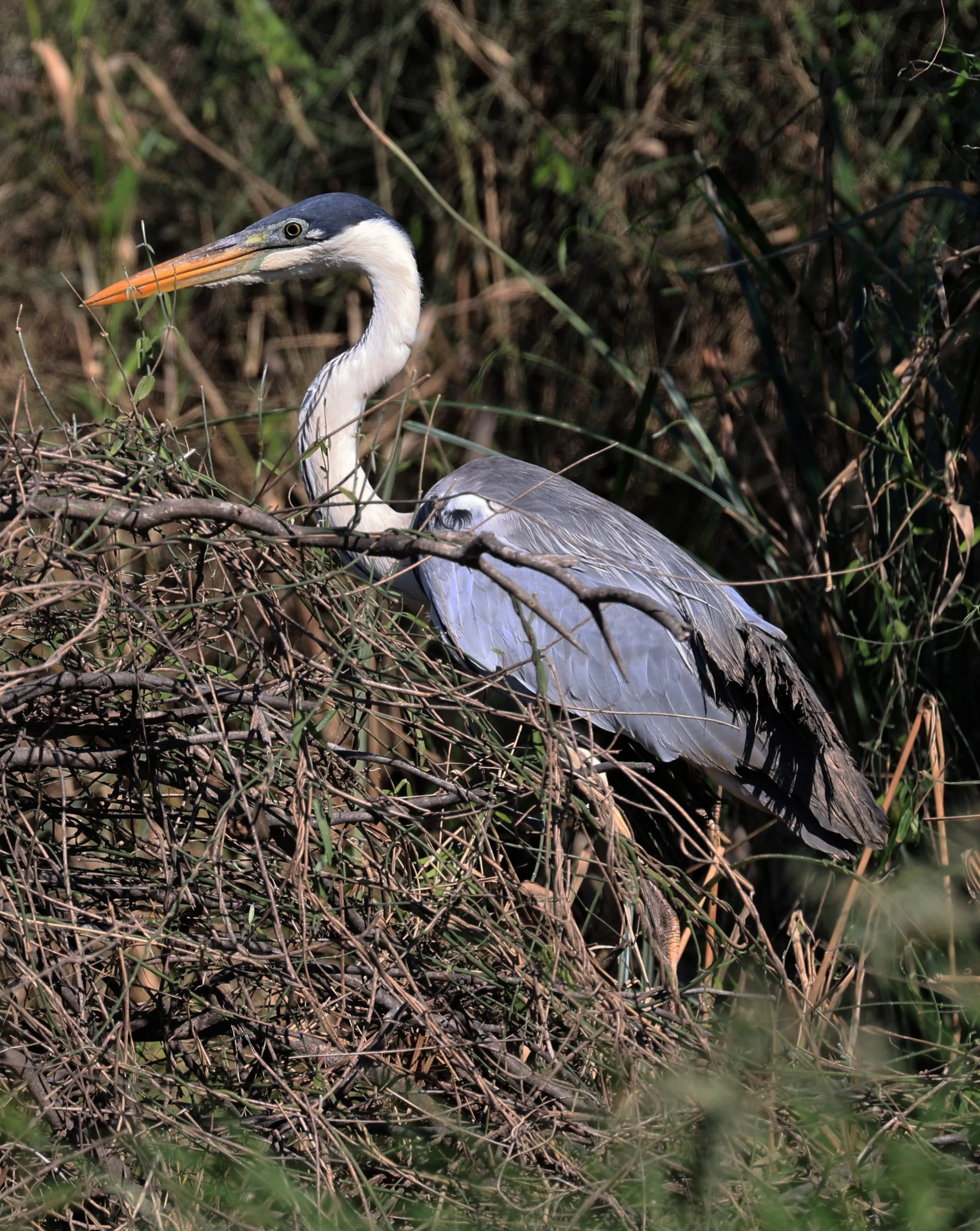 Cocoi Heron (Ardea cocoi) Agua Dulce Paraguay (9).jpg