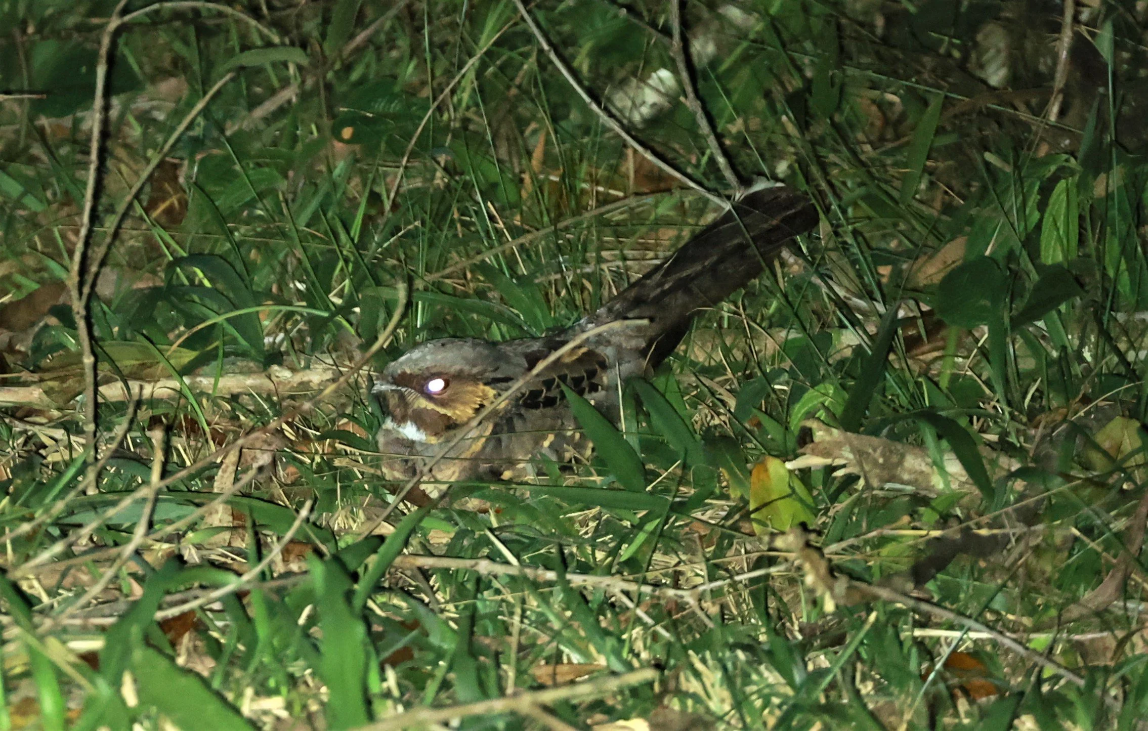 Pauraque - Nyctidromus albicollis - Carlos Botelho State Park, Sao Paulo State Brazil (1).jpg