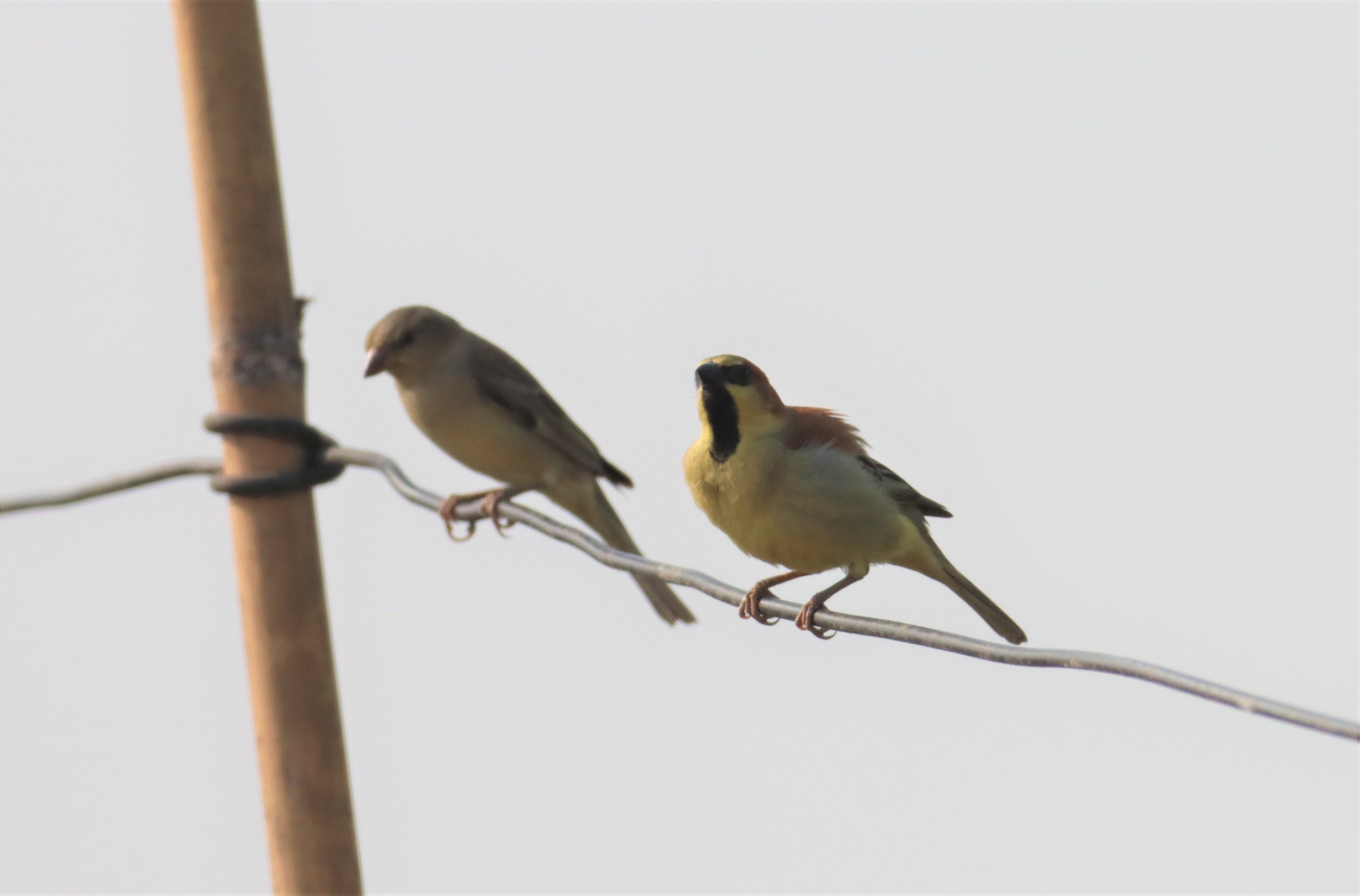 Plain-backed Sparrow (Passer flaveolus) Bang Khaem Wetlands Nakhon Pathom (3).jpg