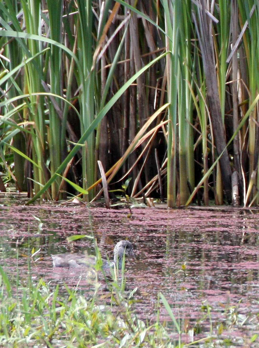 Pied-billed Grebe (Podilymbus podiceps) Ridgefield NWR Washington (2).JPG