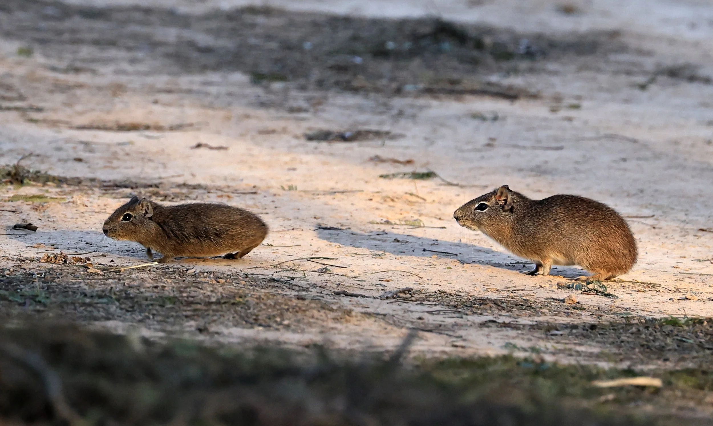 Lowland Yellow-Toothed Cavy (Galea leucoblephara) Hotel Iparoma Campestre Paraguay (28).jpg