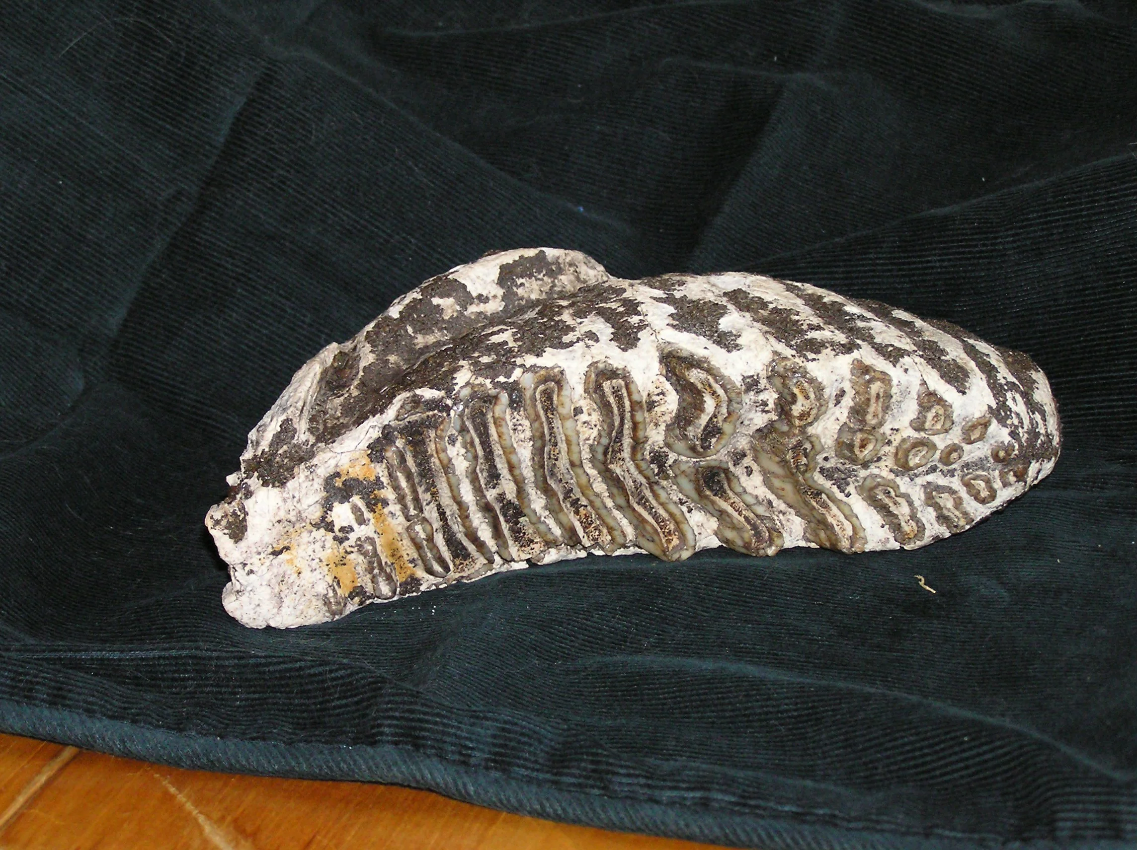 MASTODON TOOTH - OP A.jpg