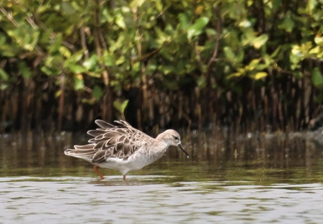 RUFF - Philomachus pugnax - CHACHOENGSAO SALT PONDS SEPT 12 2021 (4).jpg