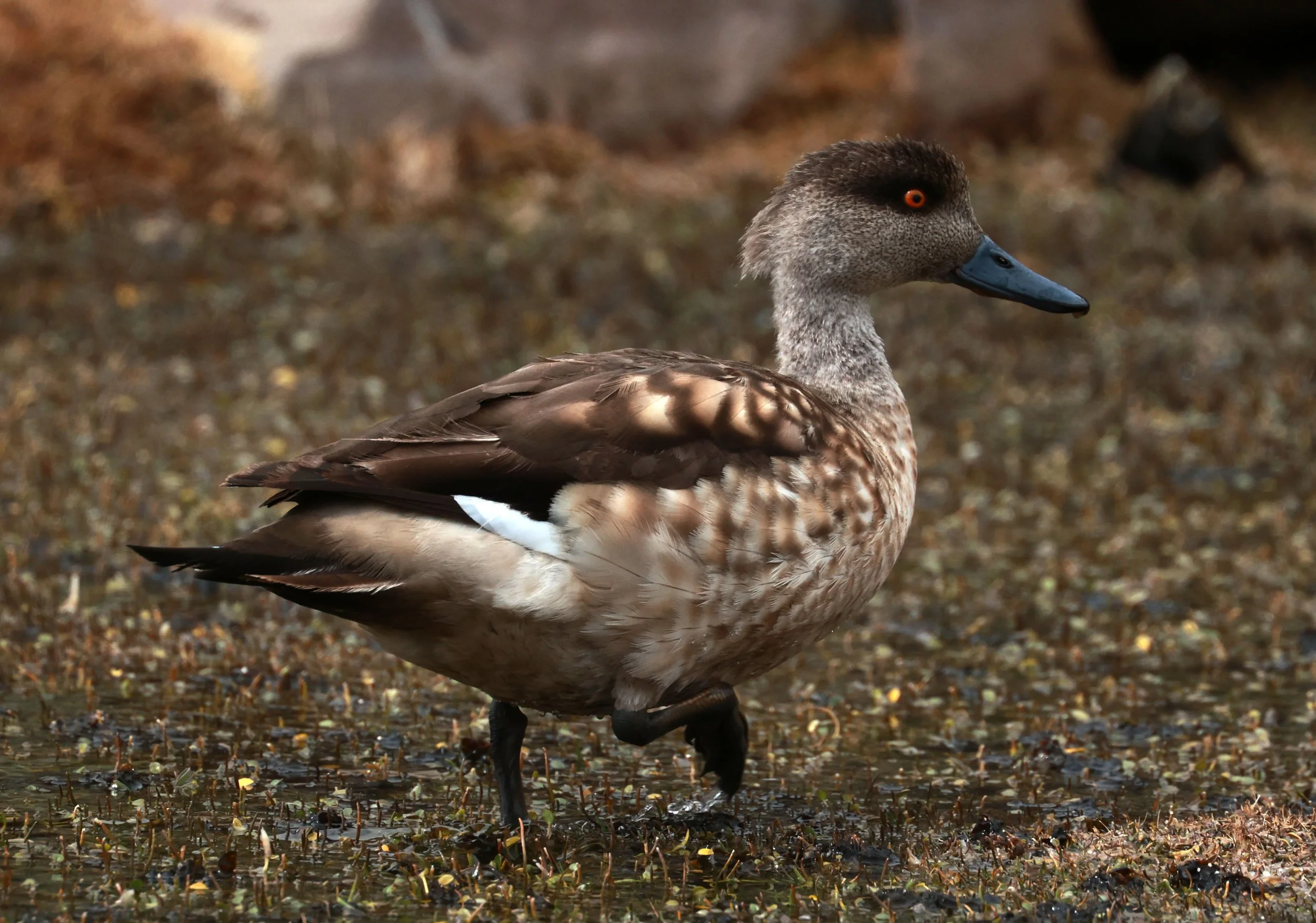 Duck - Crested Duck - Lophonetta specularioides - Lauca National Park, Chile (44).jpg