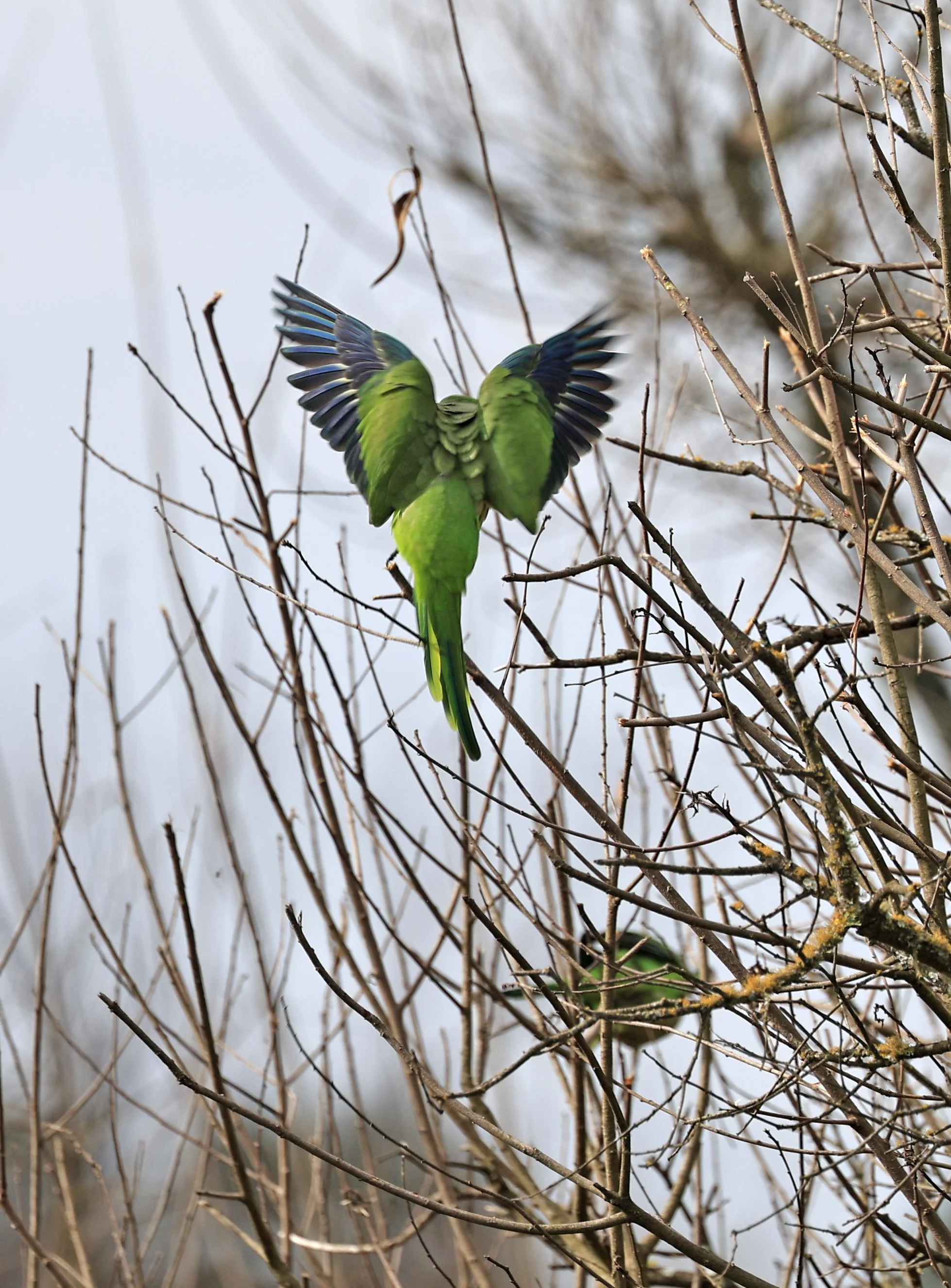 Monk Parakeets (Myiopsitta monachus) El Palmar National Park, Entre Rios, Argentina (6).jpg