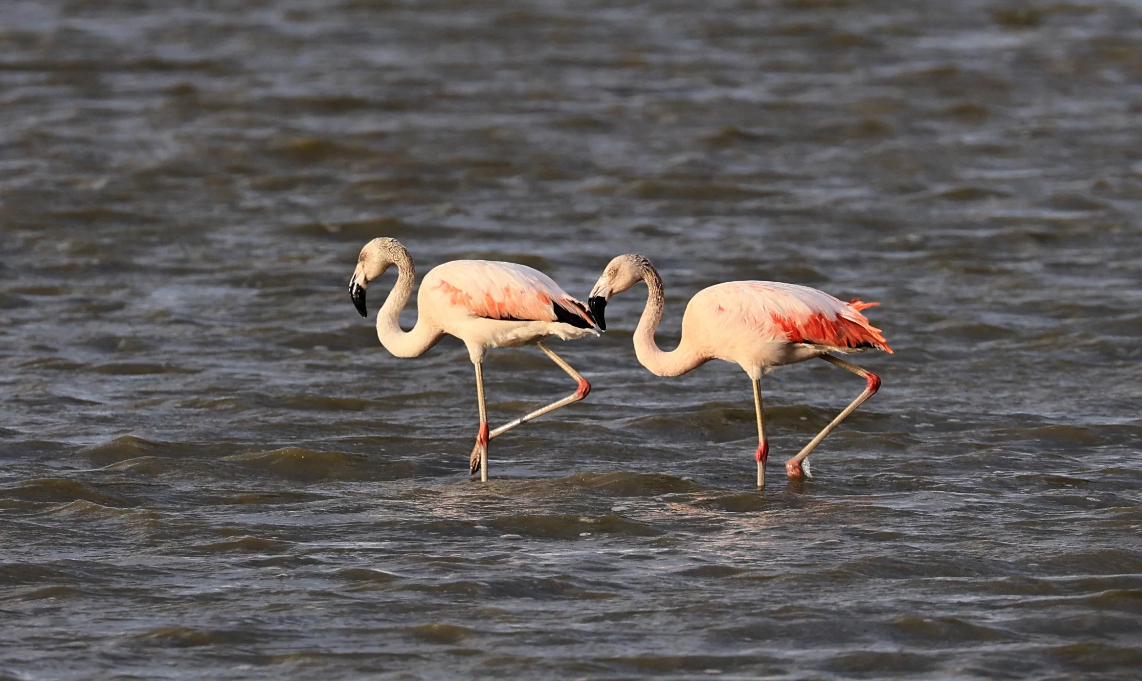 Chilean Flamingo (Phoenicopterus chilensis) Chaco Lodge & Laguna Salada Paraguay (93).jpg