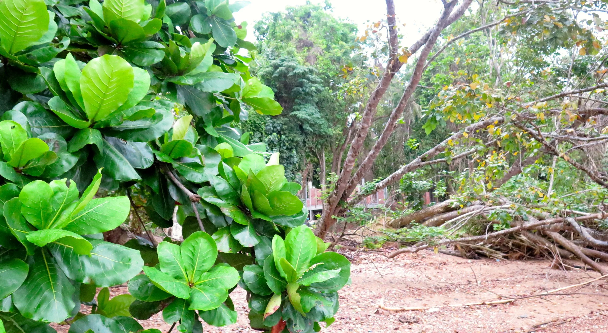 LANTA PROJECT - NOVEMBER 2014 UPDATE (88).JPG