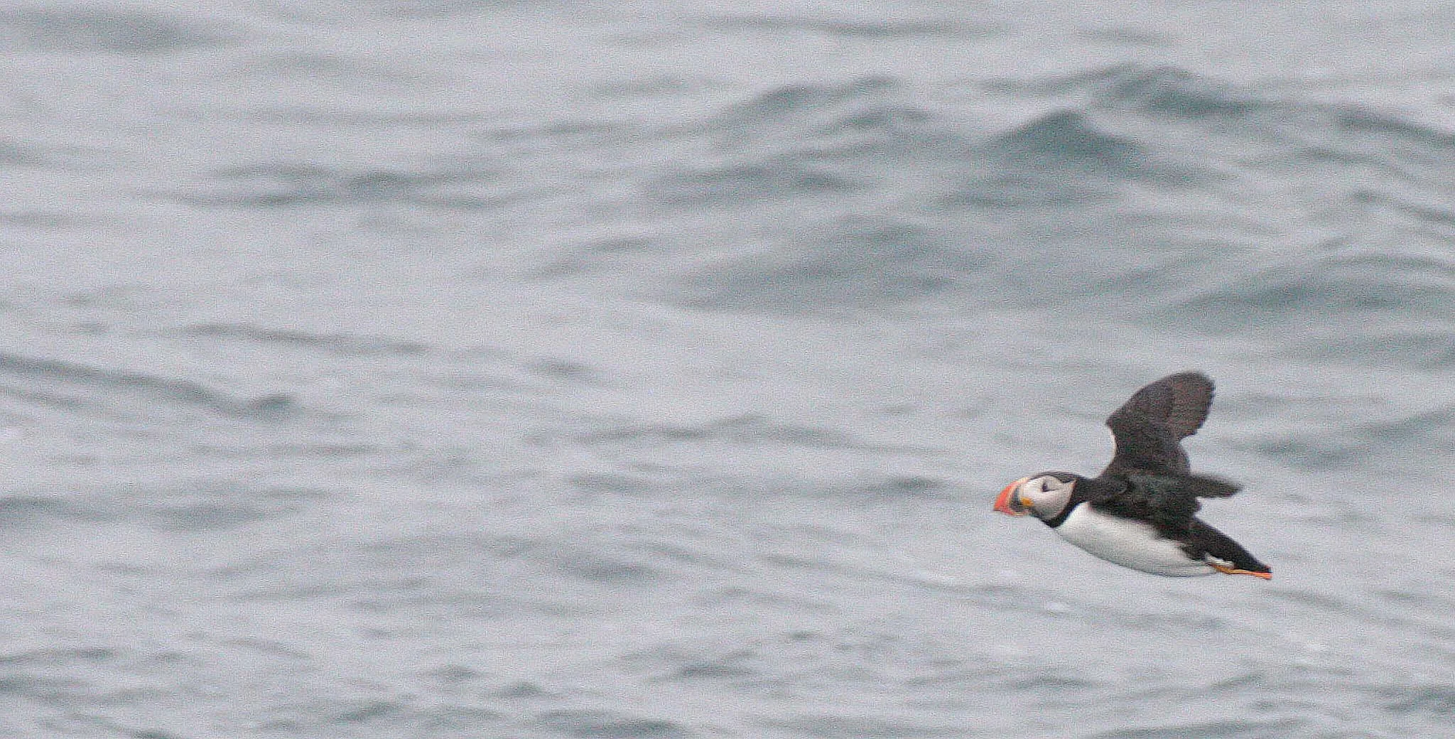 Fratercula arctica - ATLANTIC PUFFIN - SVALBARD (5).jpg