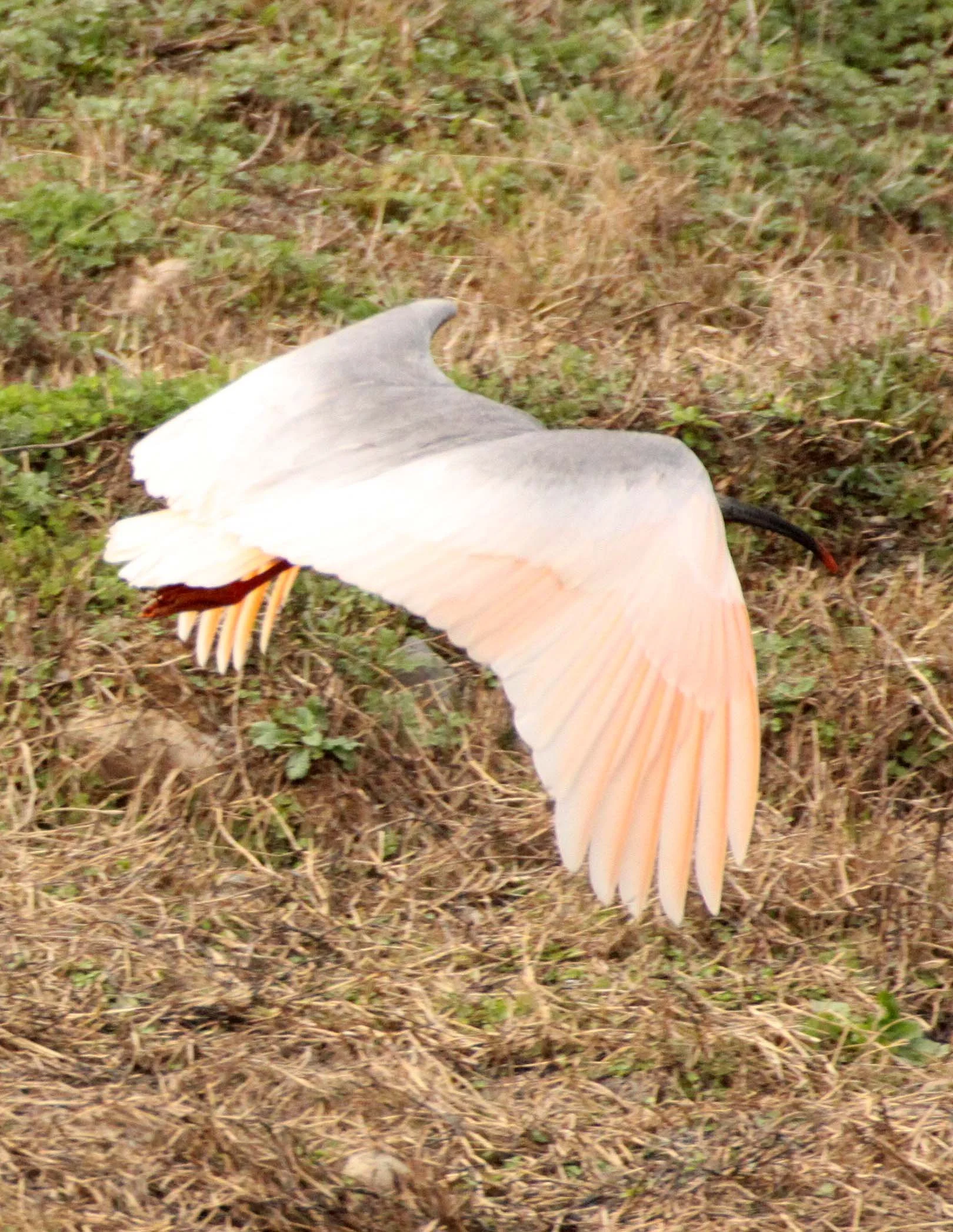 IBIS - CRESTED IBIS - Nipponia nippon - YANG COUNTY SHAANXI PROVINCE CHINA (14).JPG