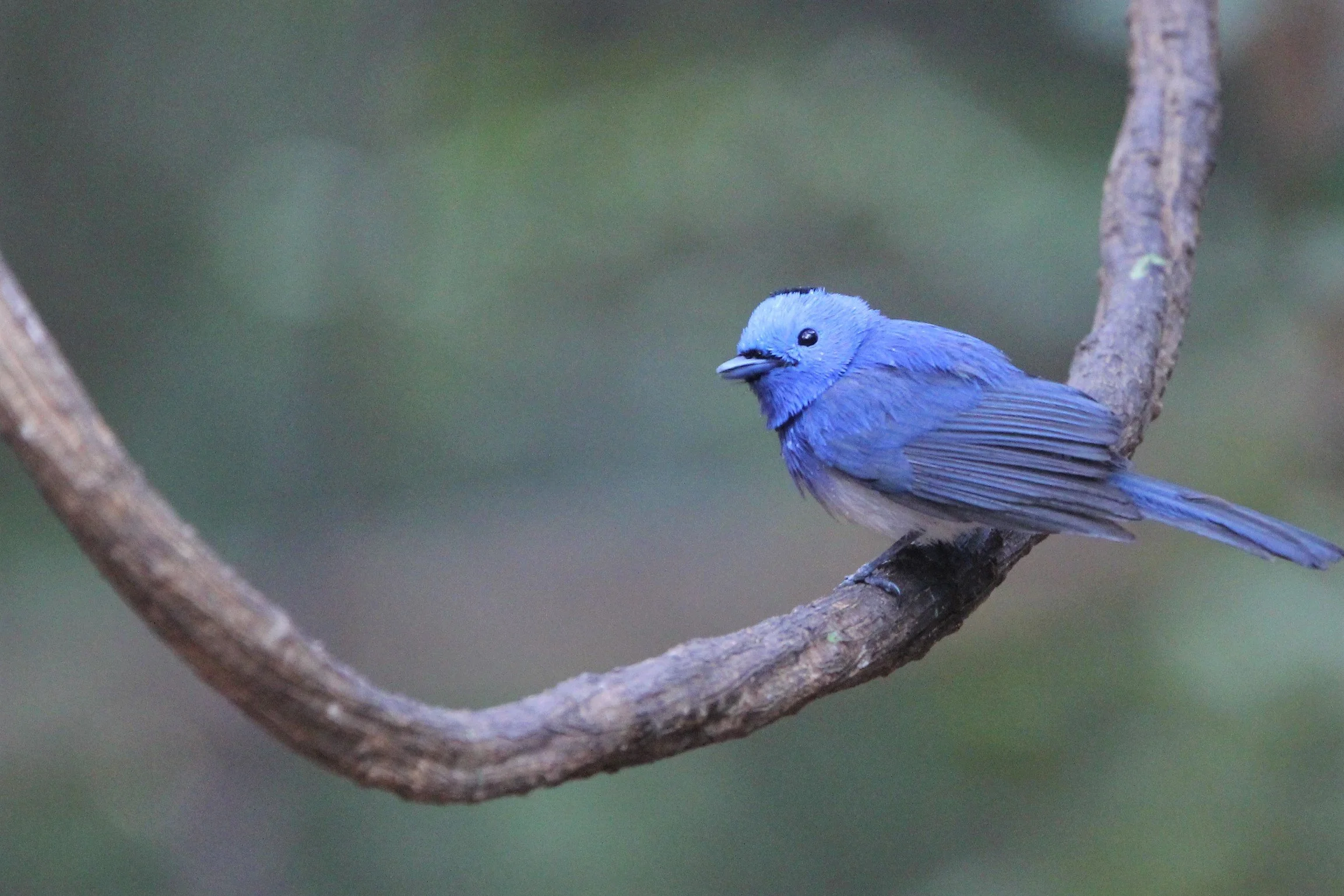 MONARCH - BLACK-NAPED MONARCH - Hypothymis azurea - KAENG KRACHAN (1).jpg