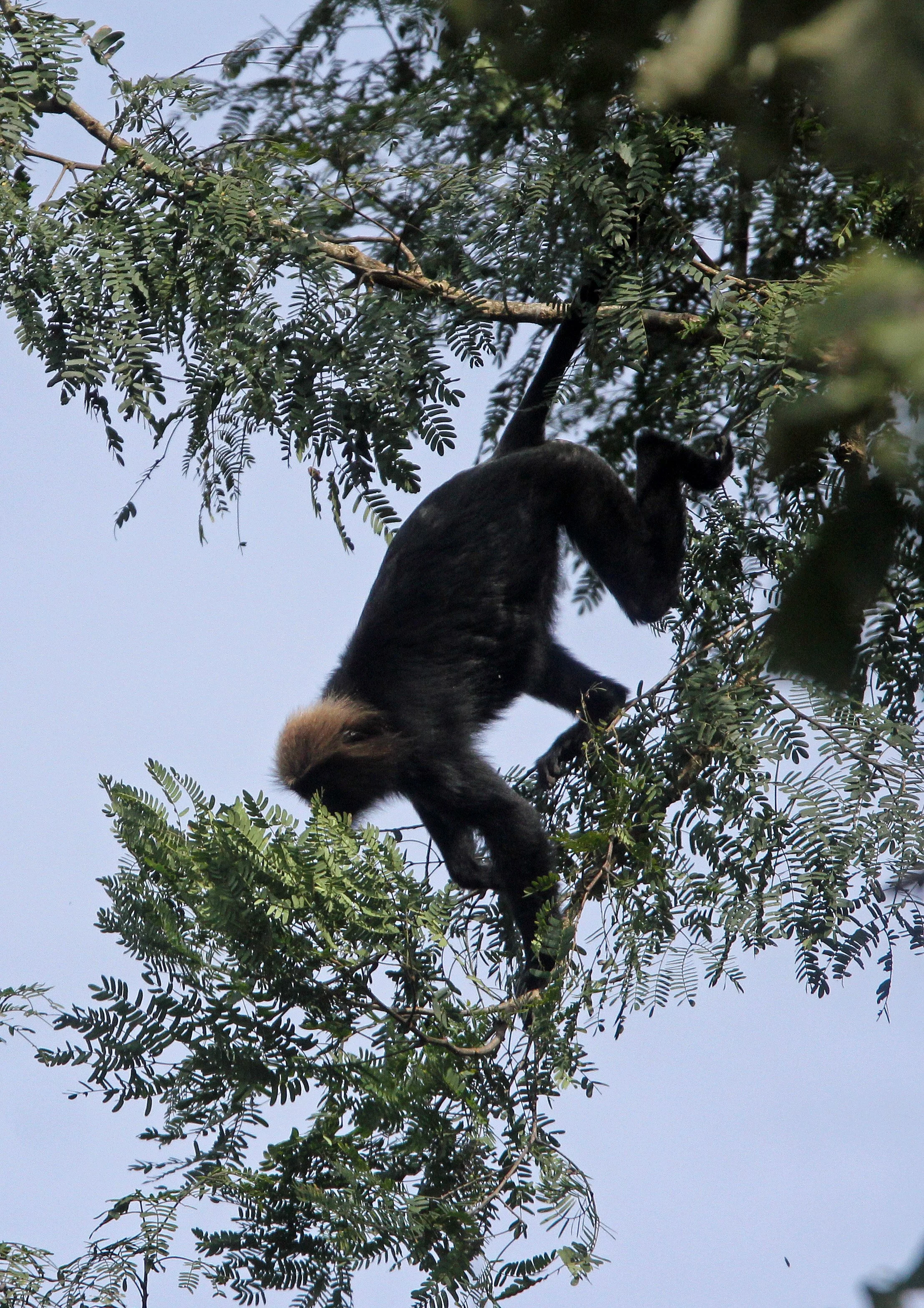 CERCOPITHECIDAE - Semnopithecus johnii - NILGIRI LANGUR - INDIRA GANDHI TOPSLIP NATIONAL PARK, TAMIL NADU INDIA (7).JPG