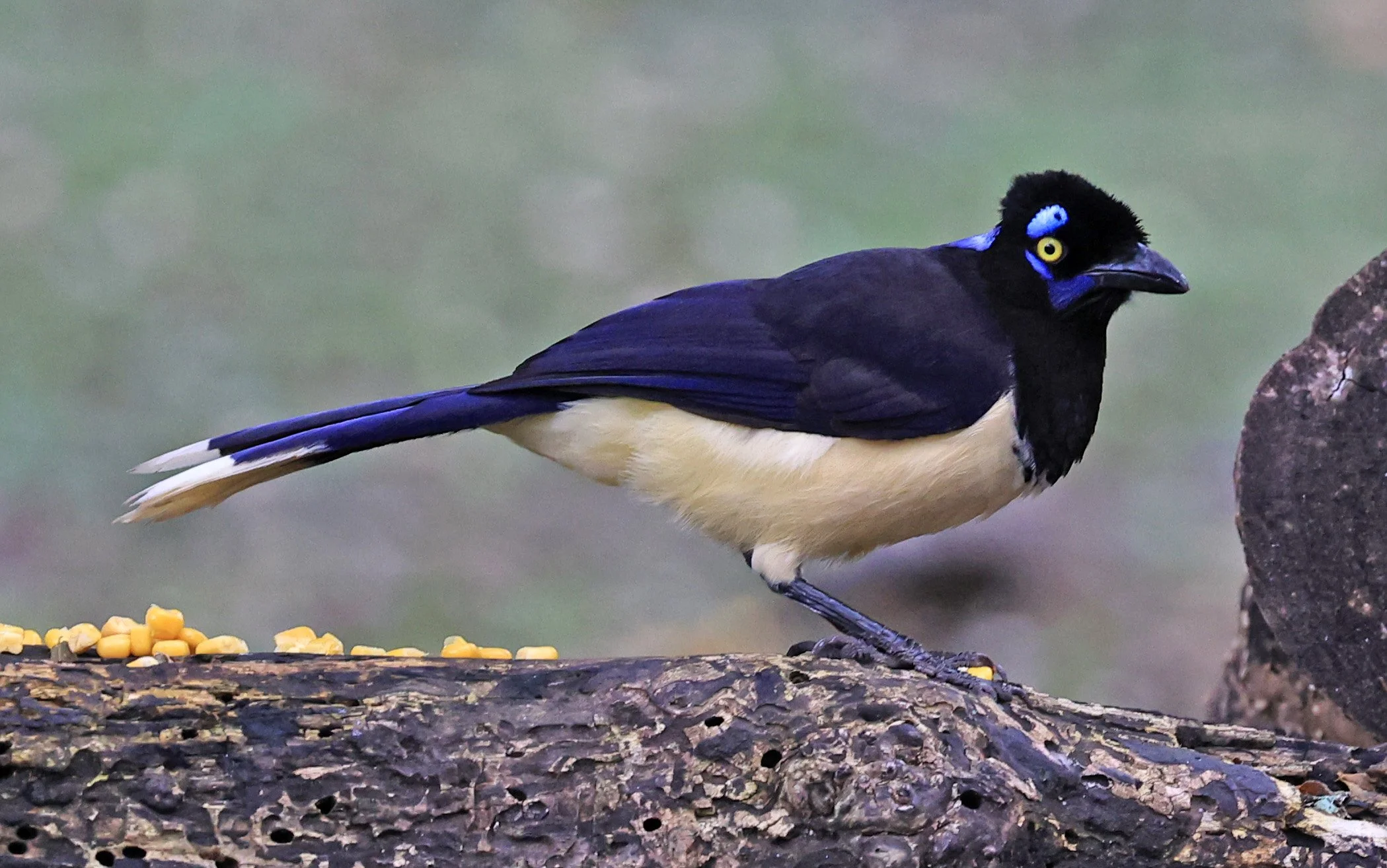 Plush-crested Jay (Cyanocorax chrysops) El Palmar National Park, Entre Rios, Argentina (51).jpg