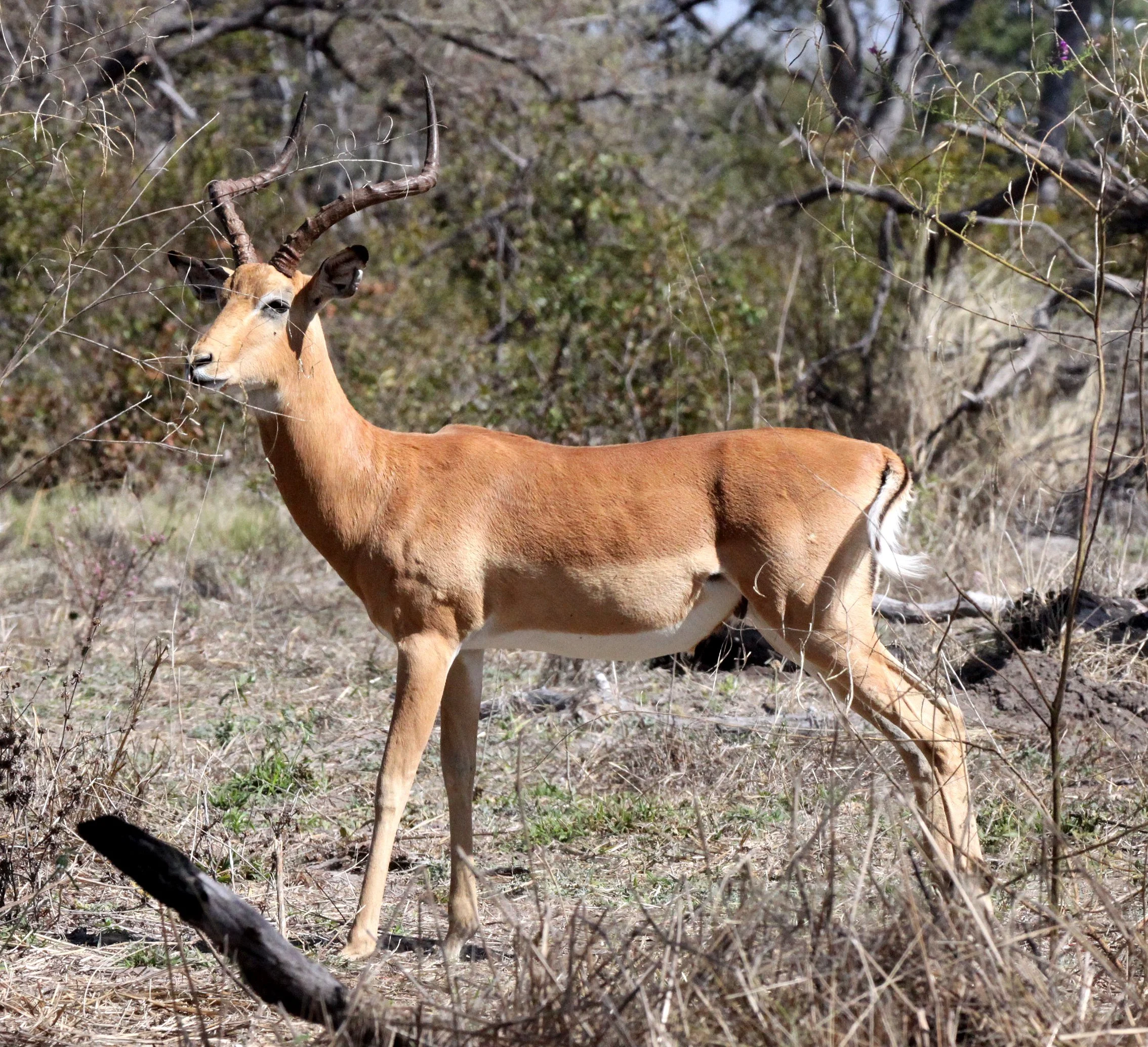 IMPALA - COMMON IMPALA - Aepyceros melampus - KHWAI CAMP OKAVANGO BOTSWANA (4).JPG