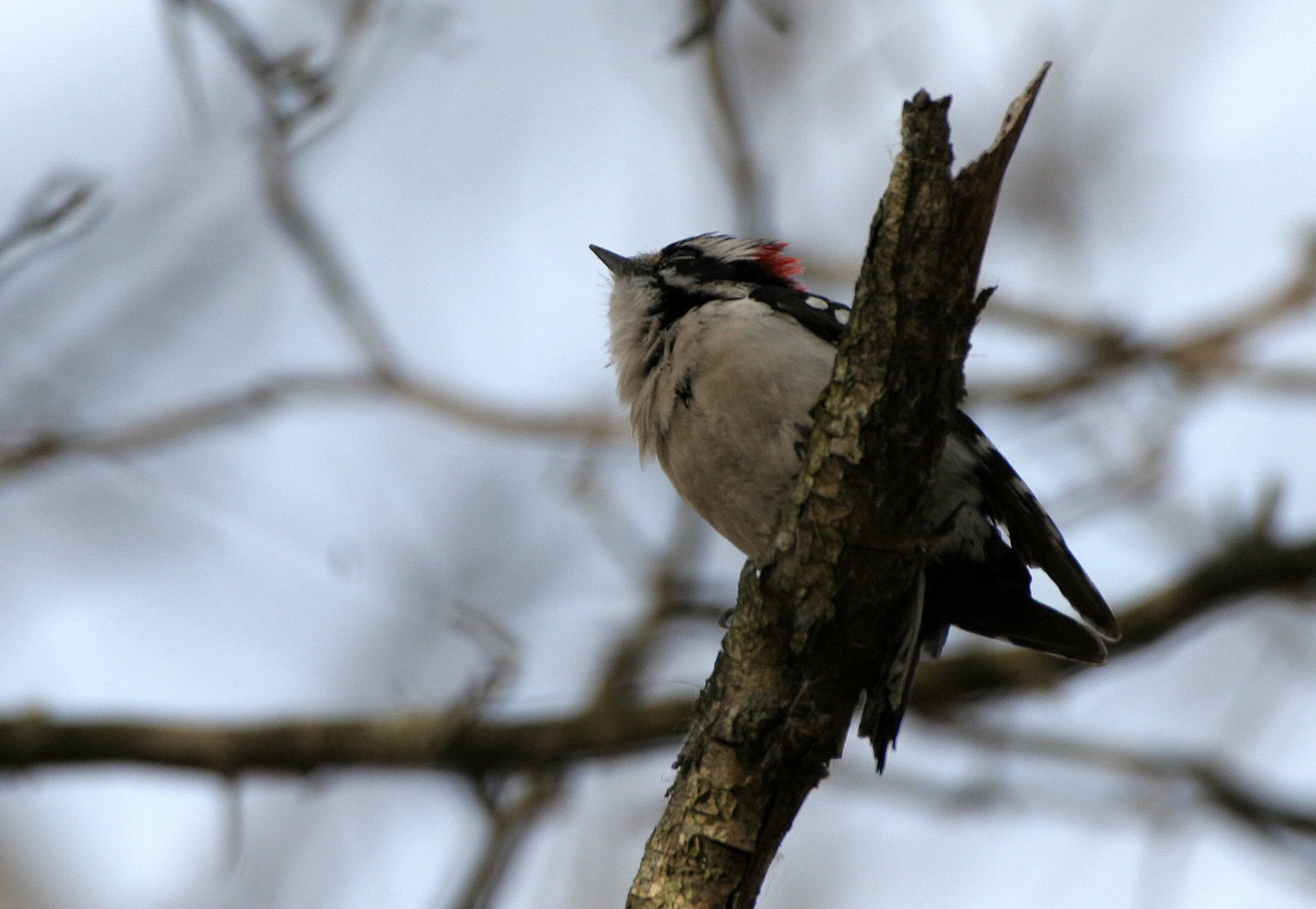 BIRD - WOODPECKER - DOWNY - LINCOLN MARSH ILL.JPG