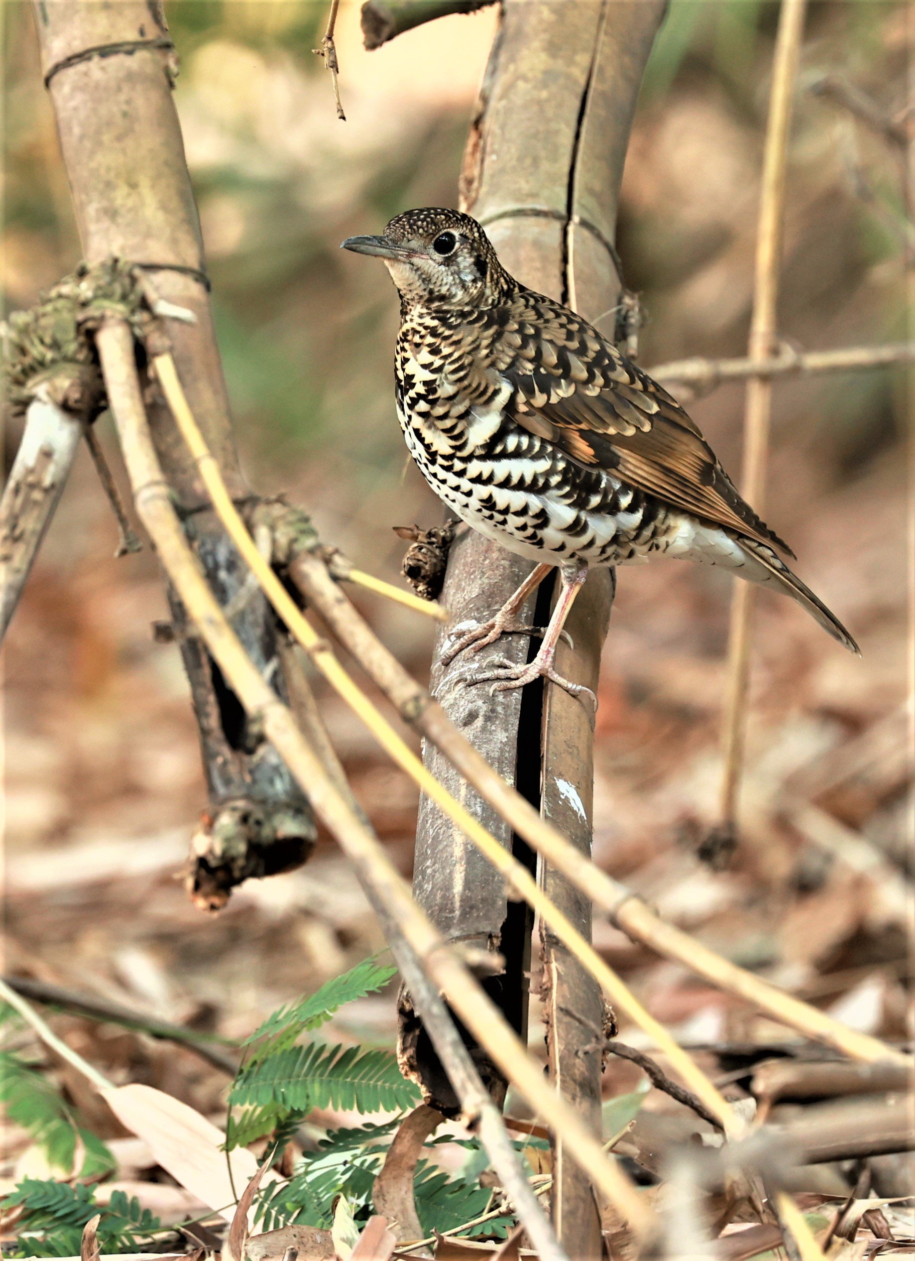 White's Thrush (Zoothera aurea) Putthamonthon Park Nakhon Pathom Thailand (213).jpg