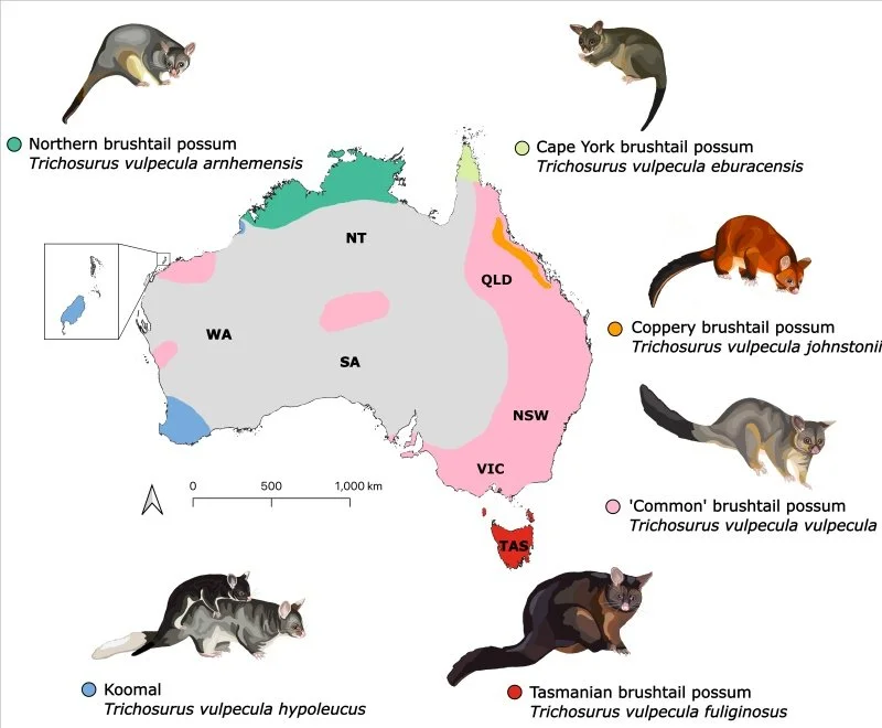 map_of_the_revised_general_distribution_across_australia_of_the_subspecies_within_the_common_brushtail_possum_trichosurus_vulpecula_based_on_the_findings_from_this_research_0.jpg