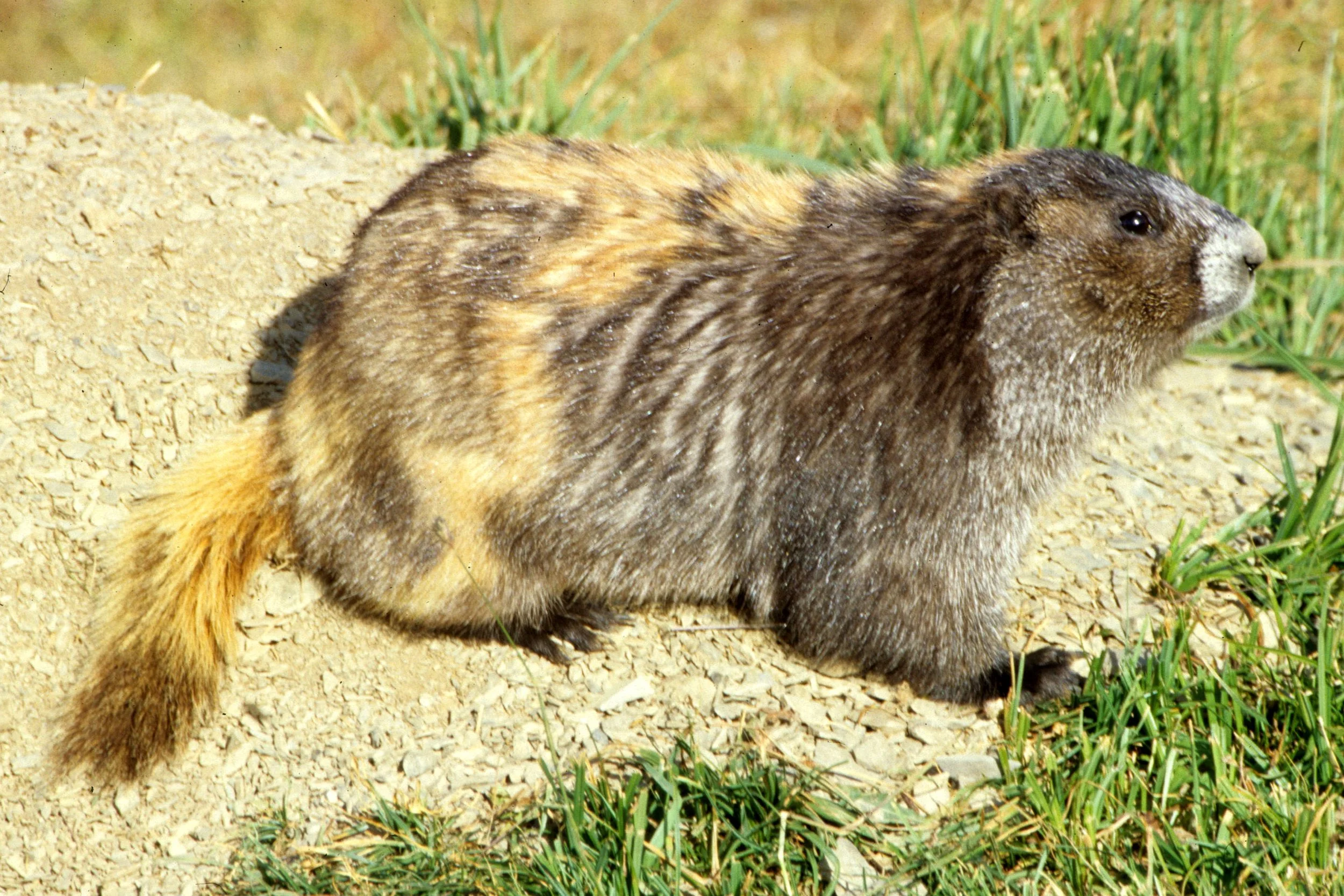 RODENTIA - MARMOT - OLYMPIC - MARMOTA OLYMPICA.jpg