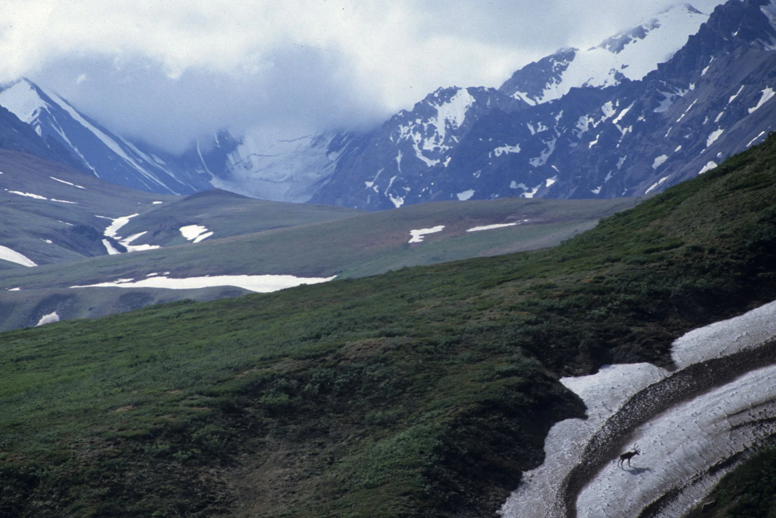 ALASKA - DENALI NP - CARIBOU ON ICE.jpg