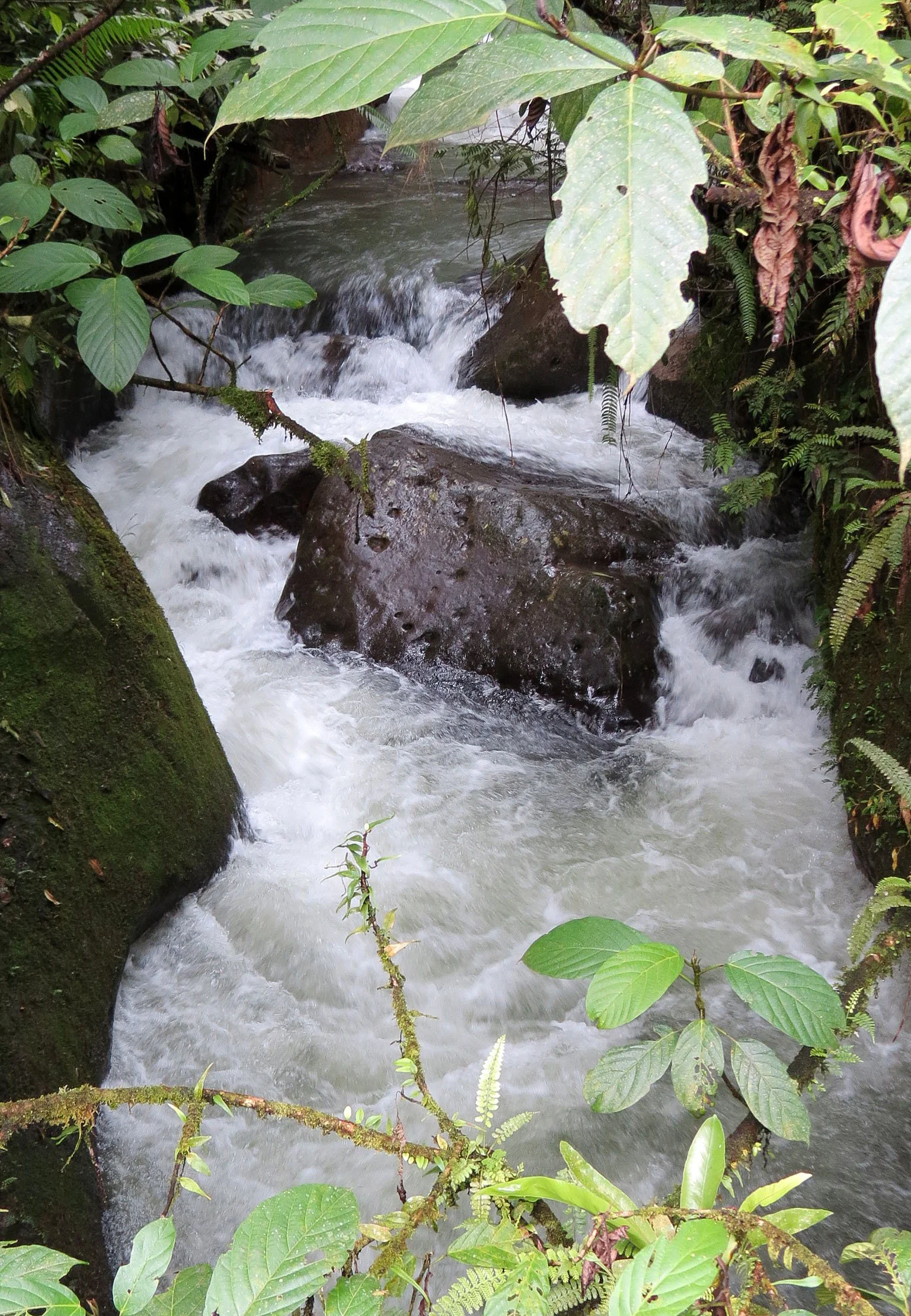 HALIMUN  NATIONAL PARK - JAVA BARAT INDONESIA (24).JPG