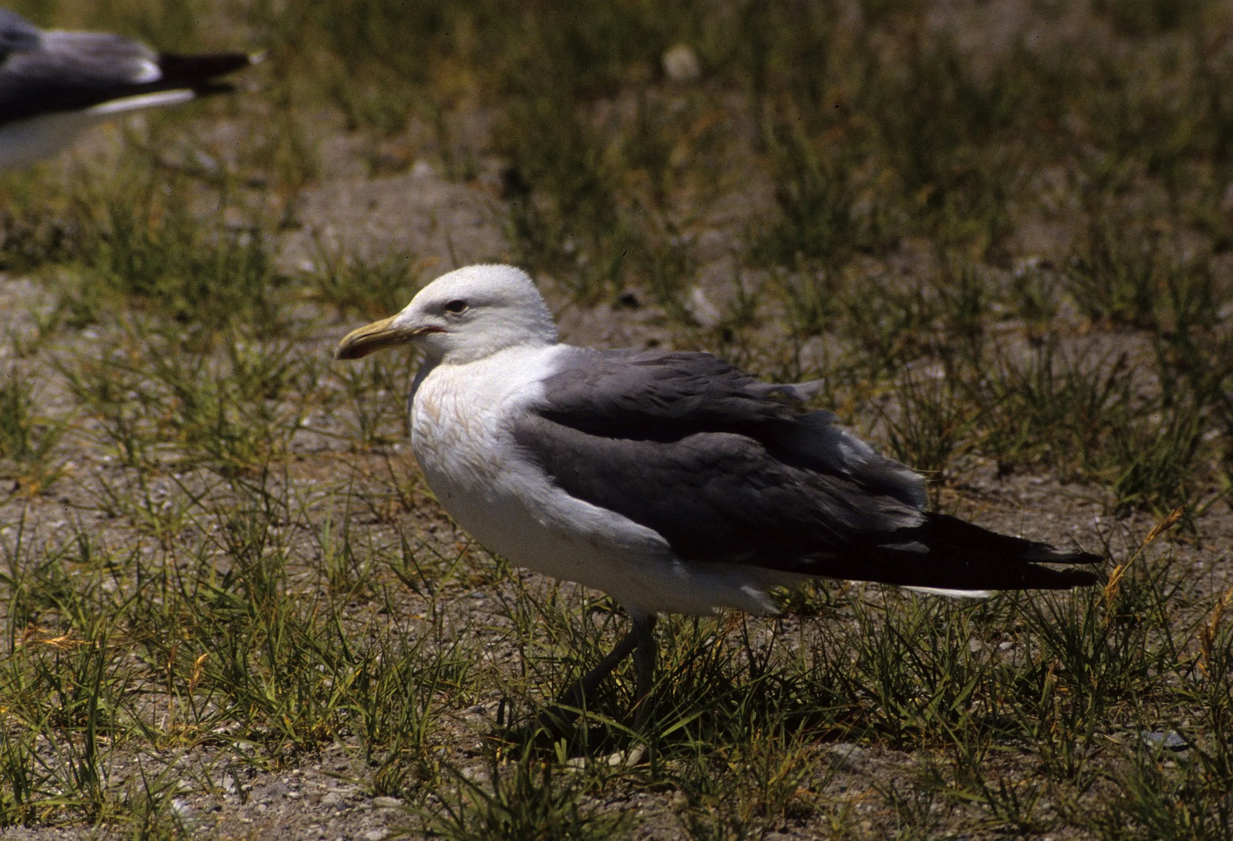 BIRD - GULL - CALIFORNIA - MONO LAKE A.jpg