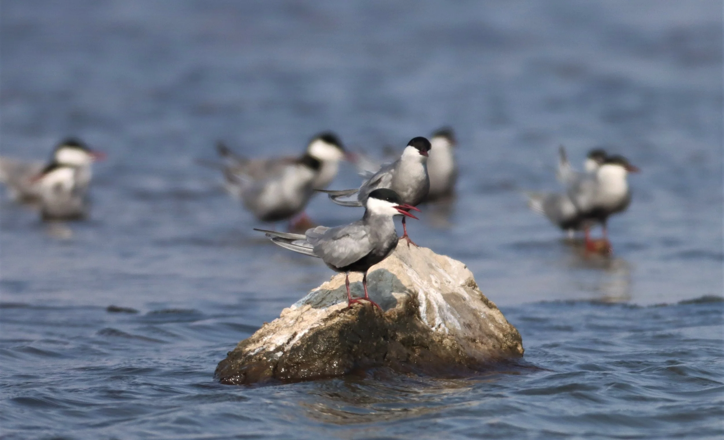 TERN - WHISKERED TERN - Chlidonias hybridus - BANG PAKONG SALT PANS CHACHOENGSAO WEST OF RIVER (26).jpg