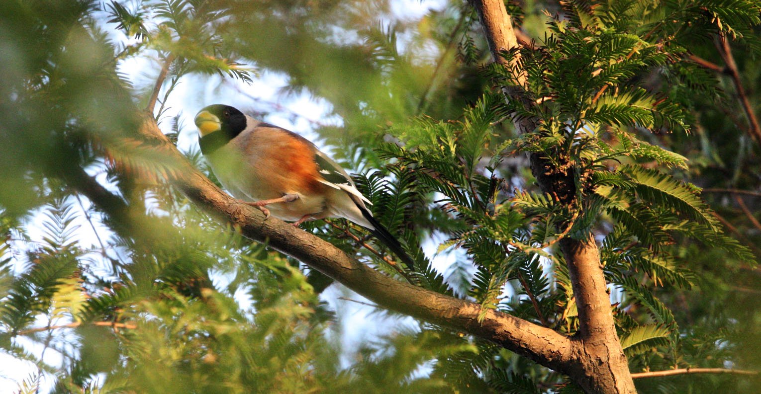 Chinese Grosbeak (Eophona migratoria) Nankou Rudong China (13).JPG
