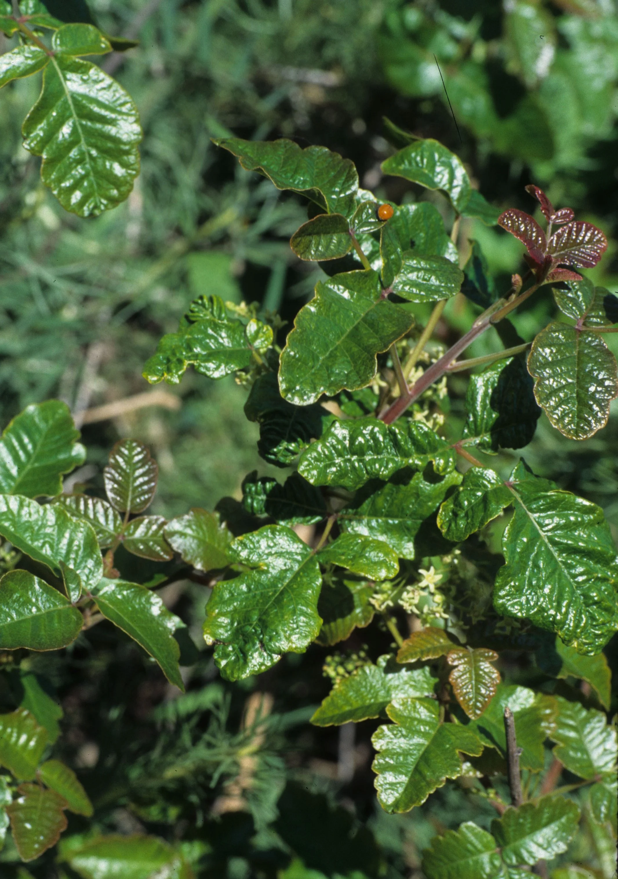 CALIFORNIA - BIG SUR - TOXICODENDRON SPECIES - POISON OAK.jpg