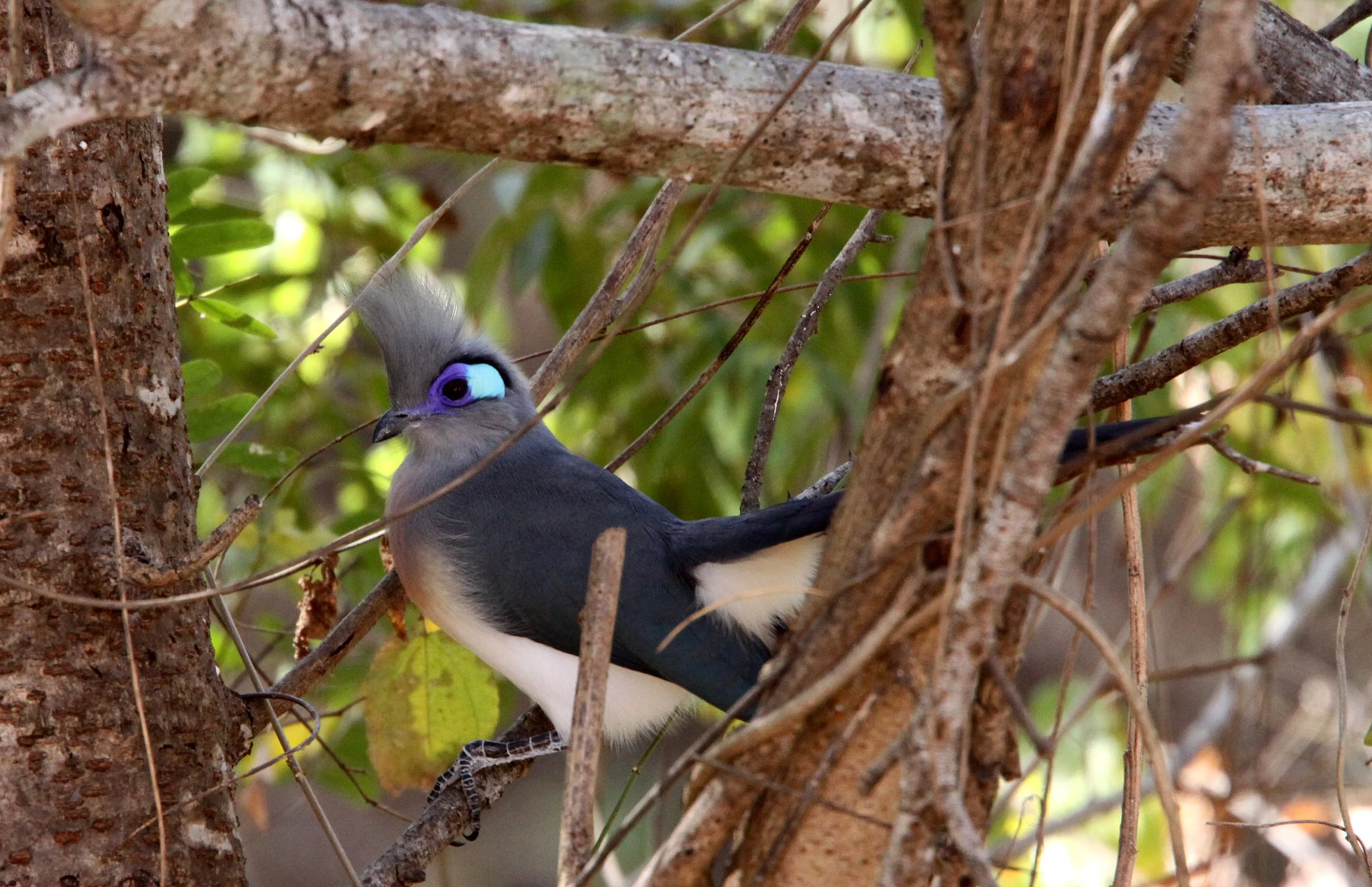 Crested Coua (Coua cristata) Kirindy NP Madagascar (4).JPG