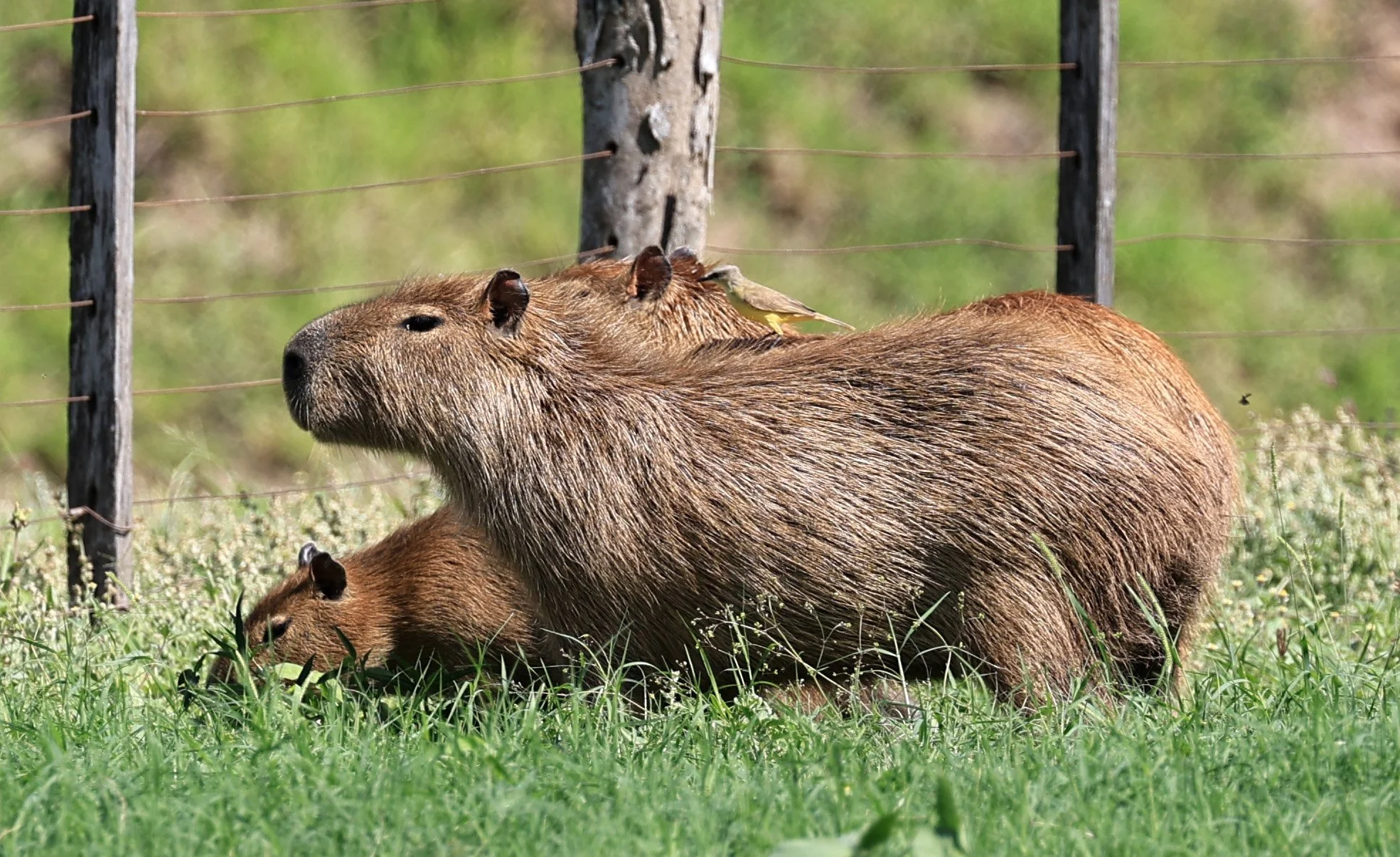 Capybara (Hydrochoerus hydrochaeris) Loma Plata Paraguay - Brunnen Strasse (17).jpg