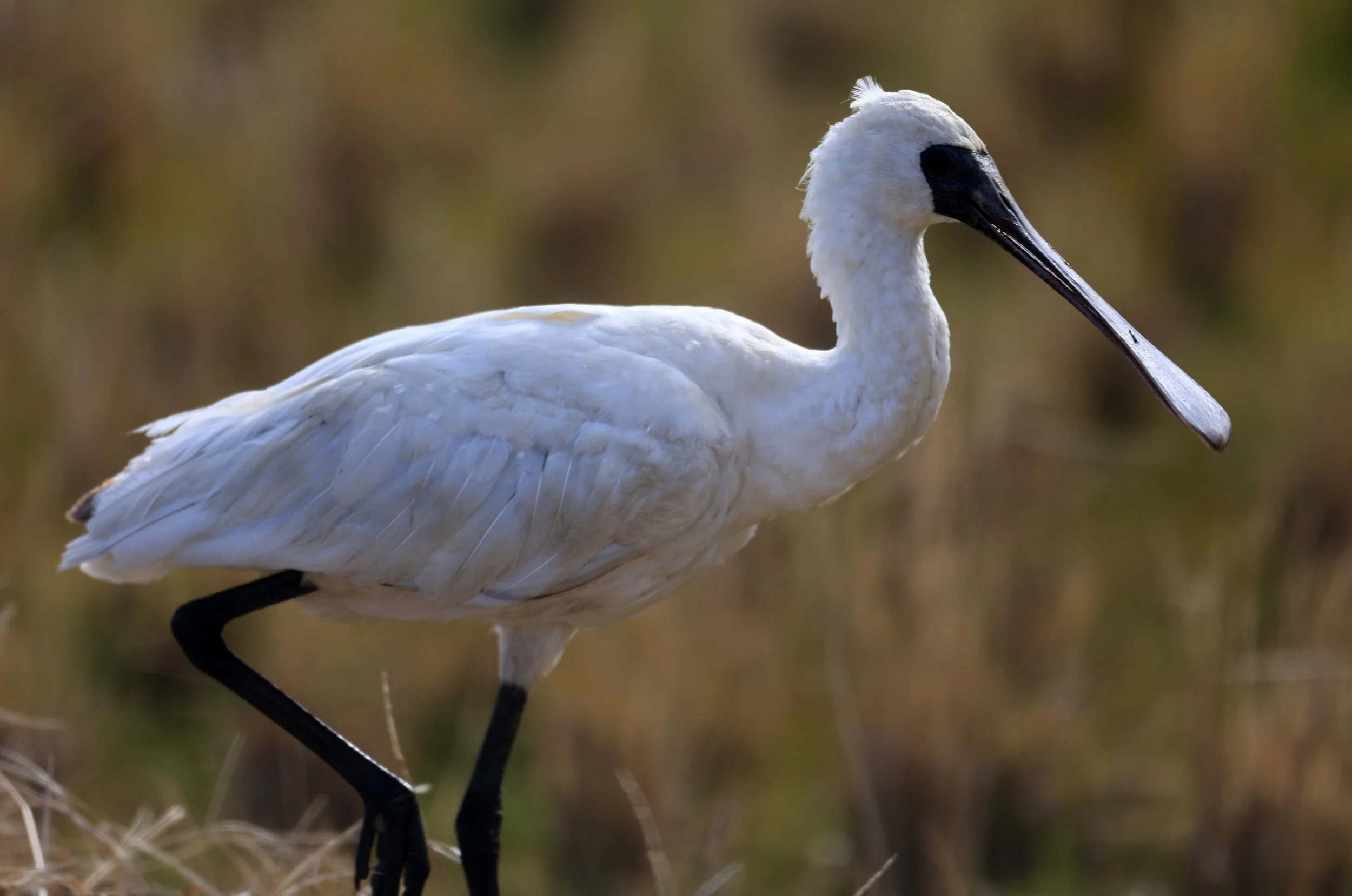Black-faced Spoonbill (Platalea minor) Izumi Crane Center and Fields Izumi Kagoshima Japan (65).jpg
