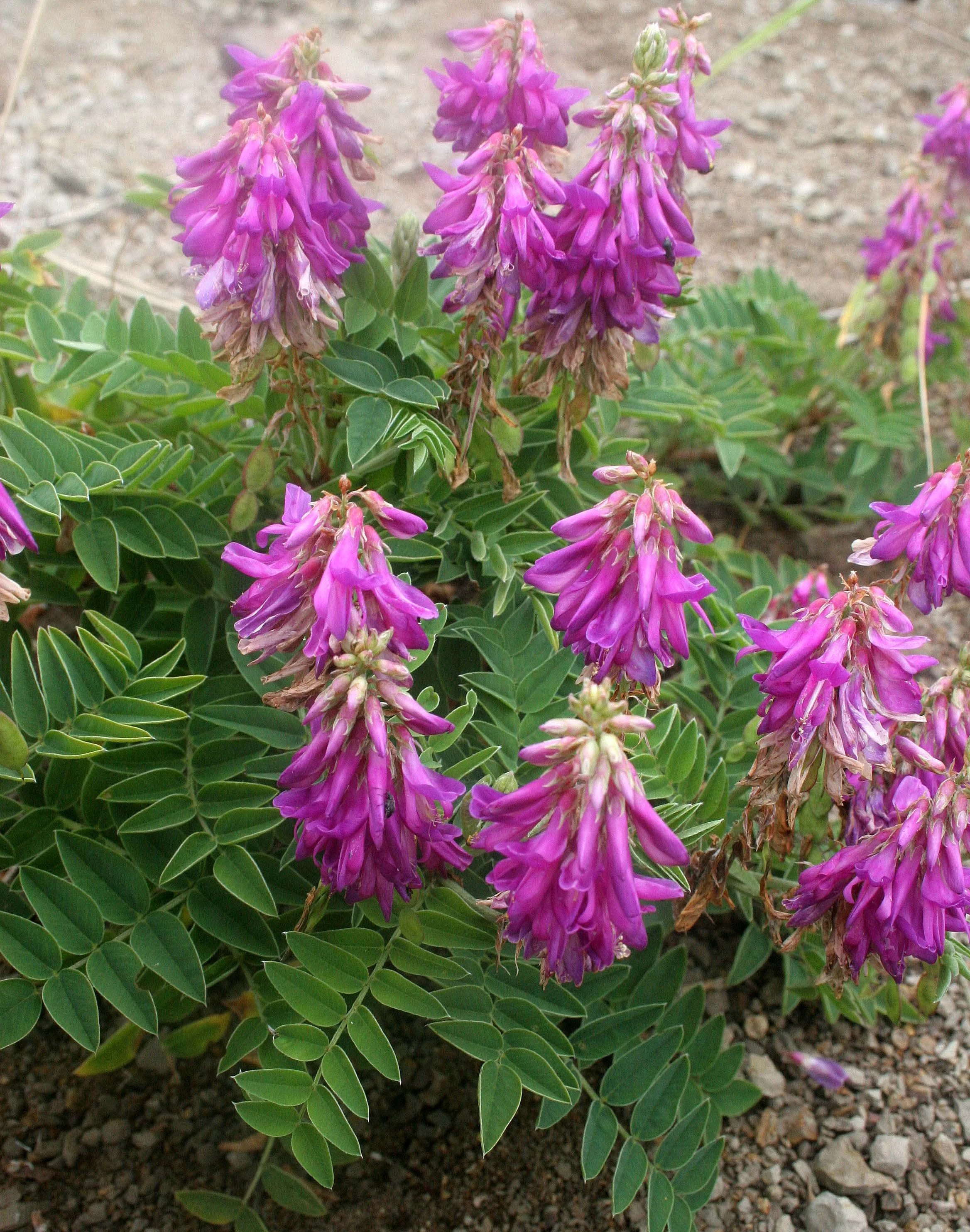 KURIL ISLANDS - FLORA  (79).jpg