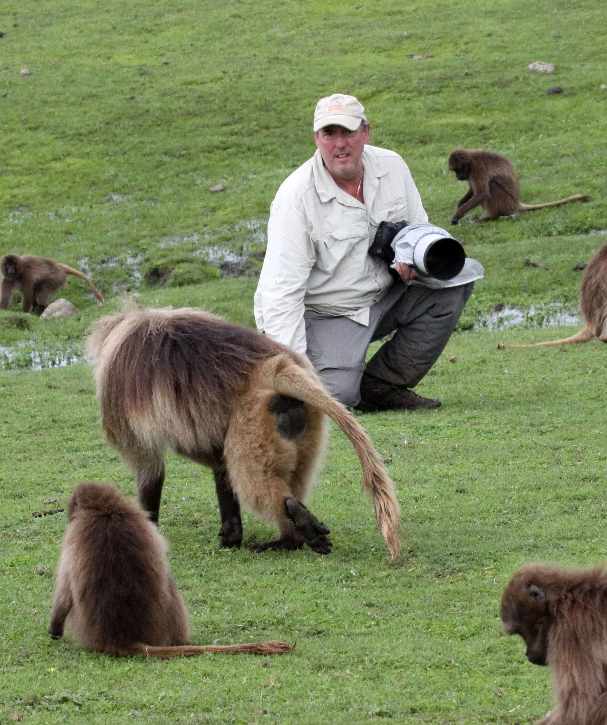 CERCOPITHECIDAE - Theropithecus gelada - GELADA - SIMIEN MOUNTAINS NATIONAL PARK ETHIOPIA (1473).JPG