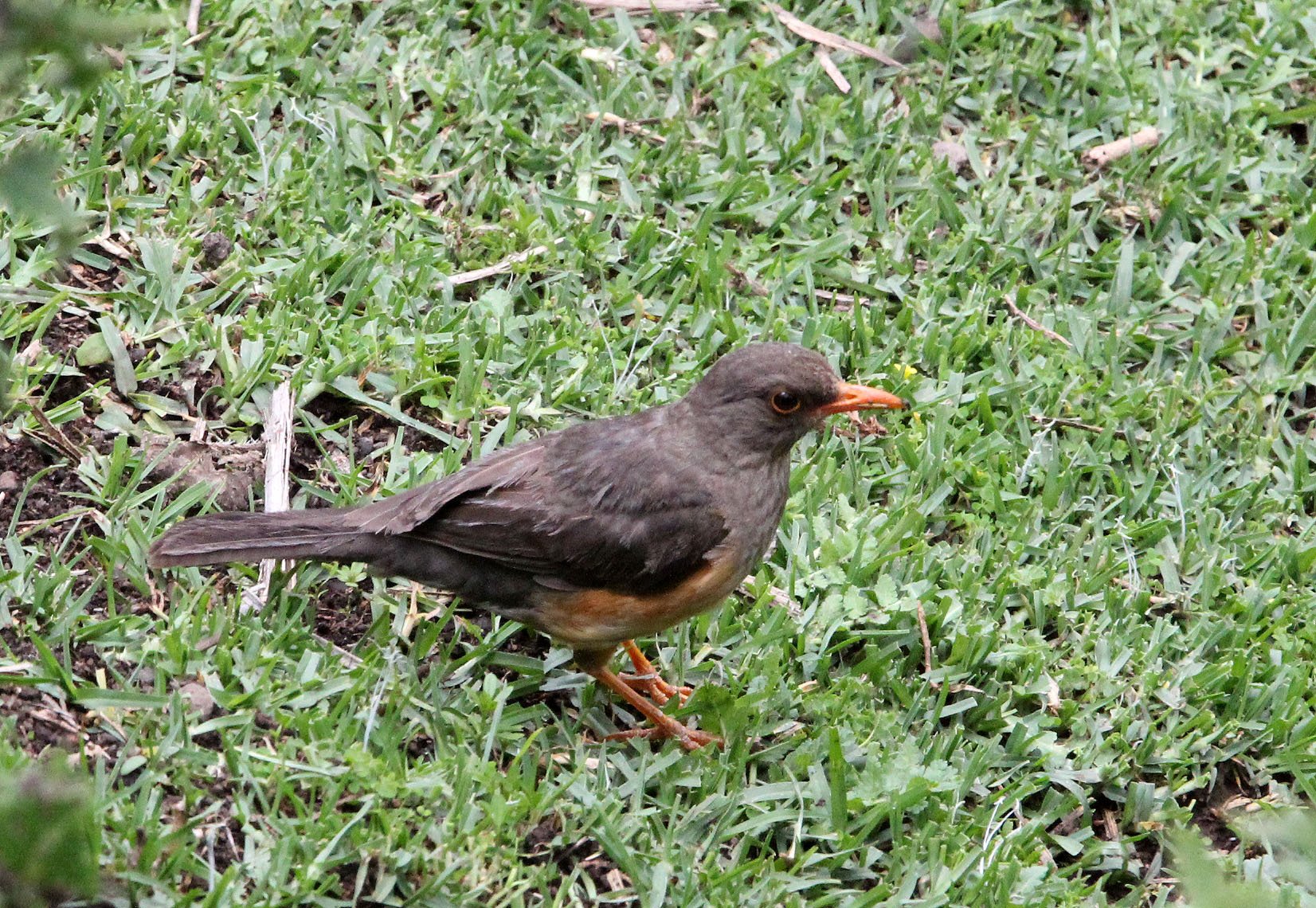 Mountain Thrush (Turdus plebejus) Bale Mountains NP Ethiopia (2).JPG