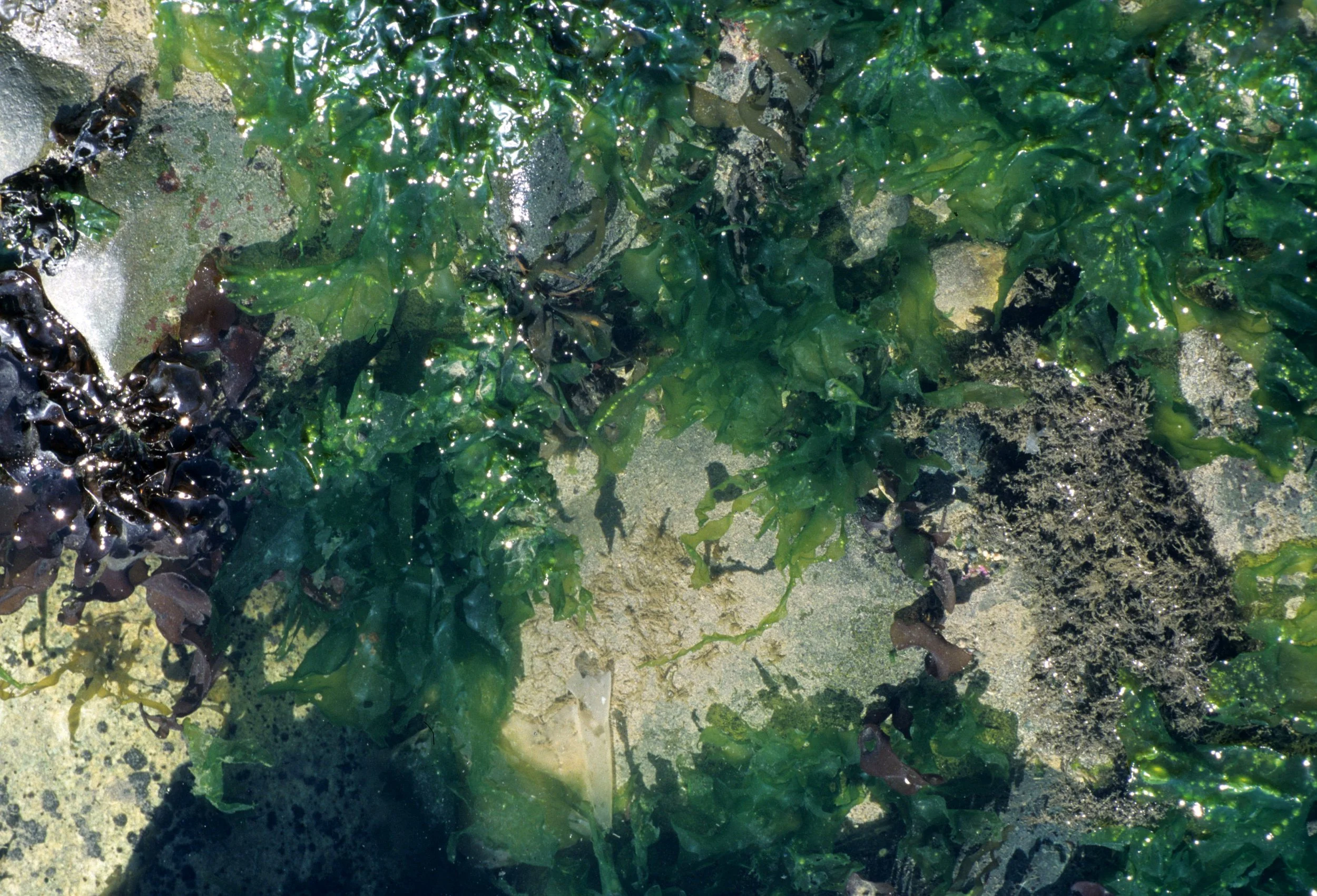 Mixed algae assemblage
