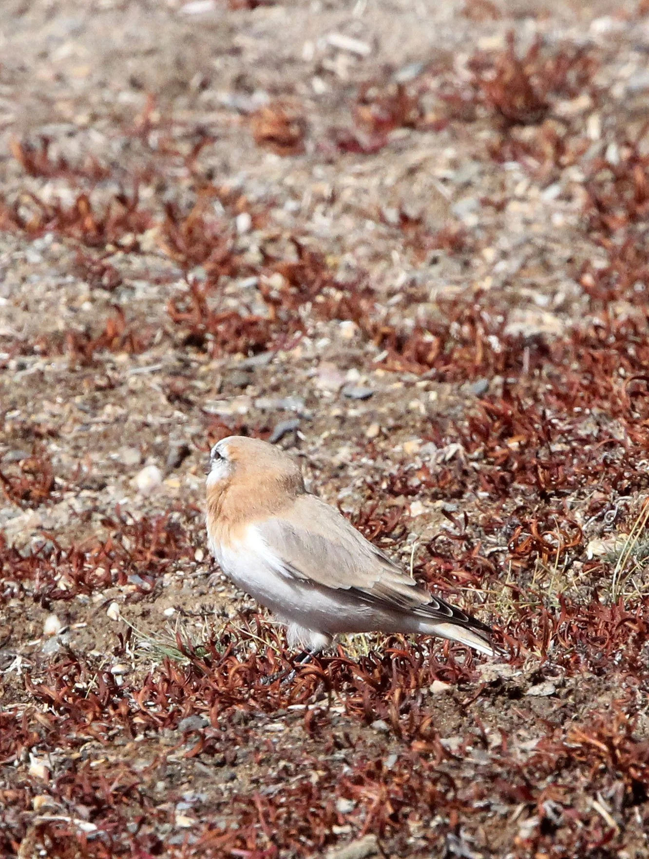 Mongolian Finch (Bucanetes mongolicus) Ku Hai Laike, Qinghai China (12).JPG