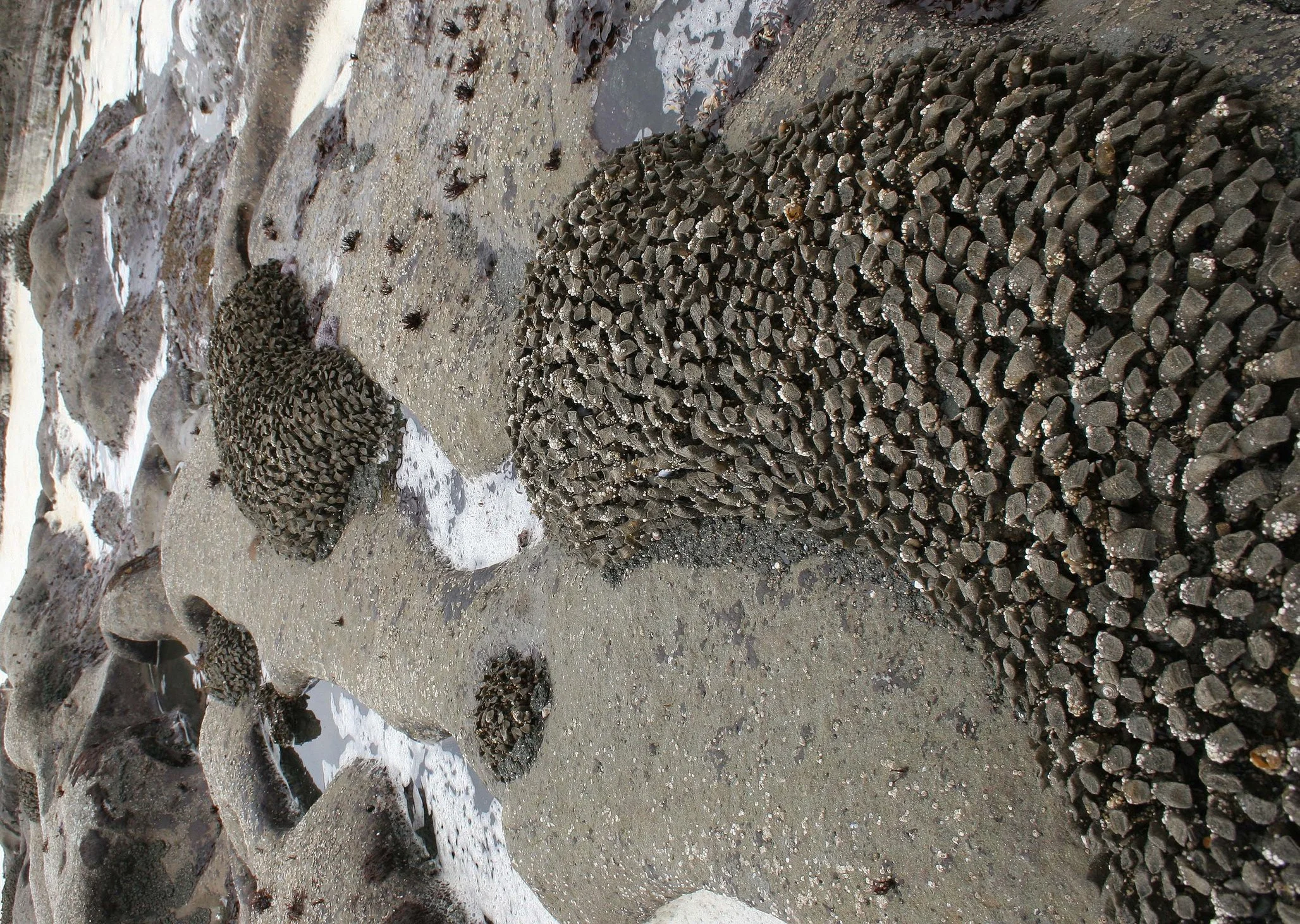 INVERTS - INTERTIDAL - ANNELIDA - FEATHER DUSTER WORMS (2).jpg