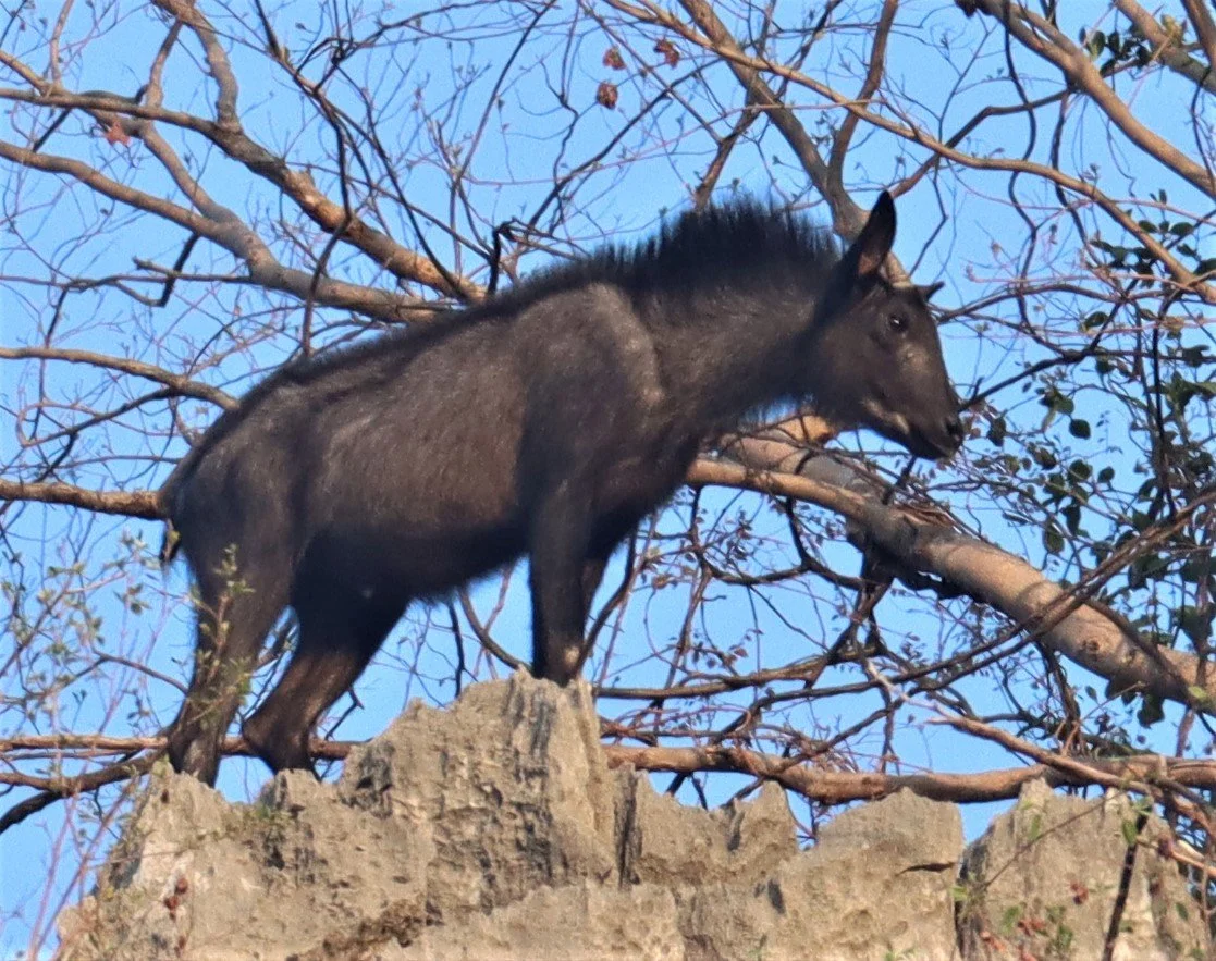 The Mainland Serow (Capricornis sumatraensis), (locally known in Thai as Liang Pha or Khoram) is one of Thailand’s 15 reserved wild animals and a rare find in Khao Yai National Park. While they are typically shy, solitary creatures that stick to stee